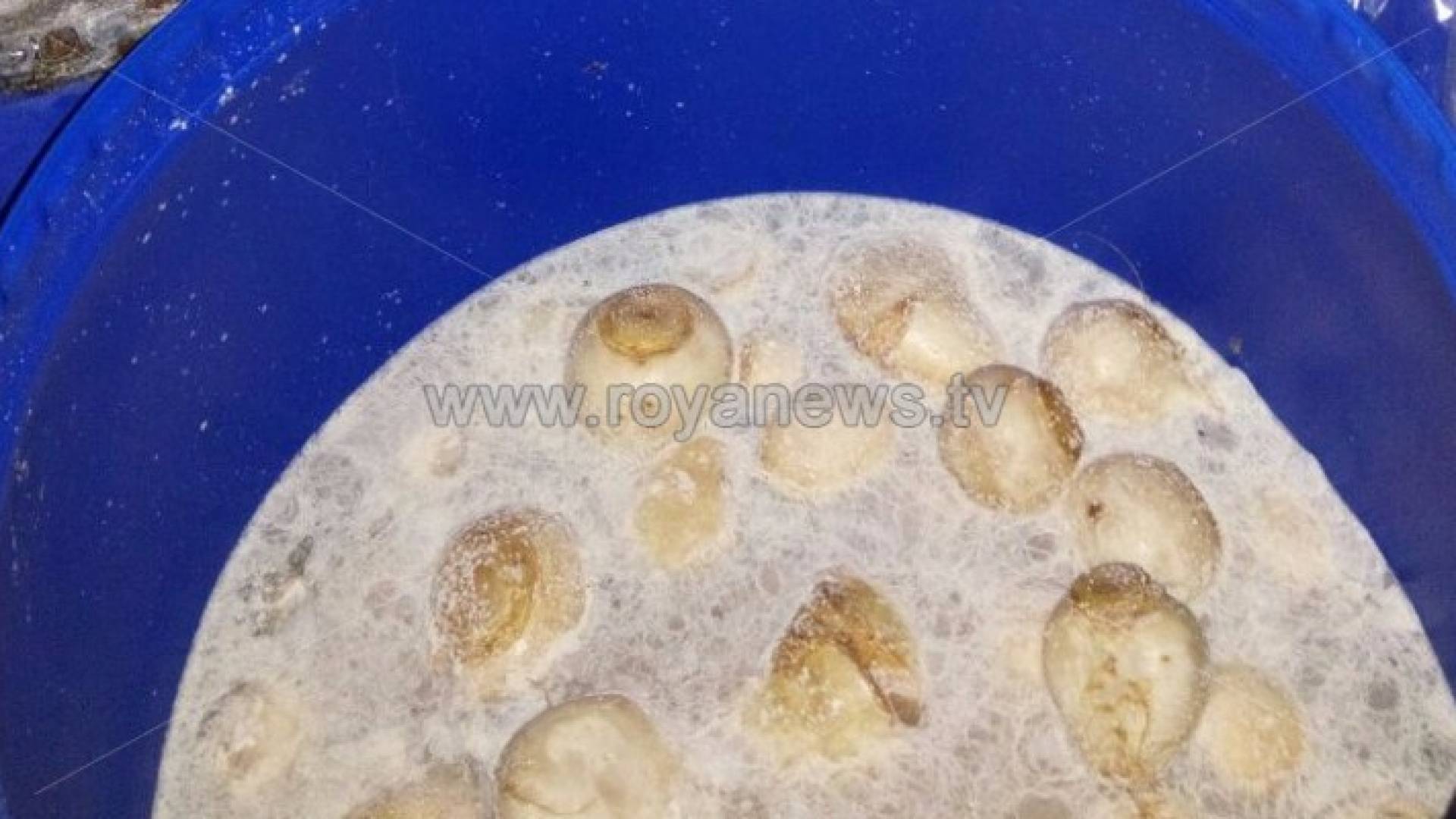 بالصور: ضبط 20 طنا من المخللات " المتعفنة " في إربد
