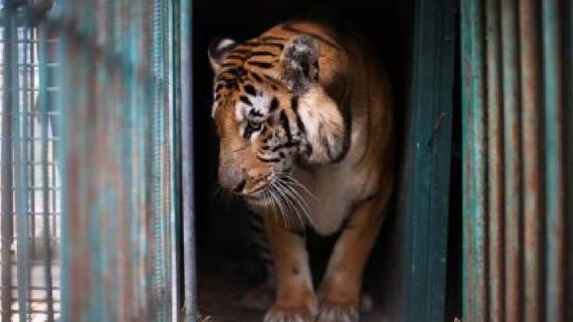 غزة .. أسوأ حديقة حيوان في العالم أصبحت في ذمة التاريخ
