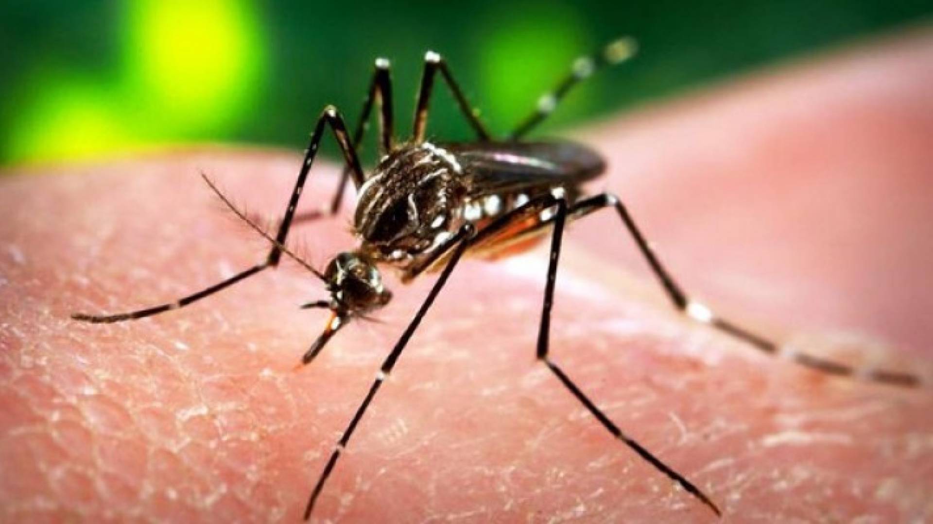 ظهور أول إصابة بفيروس زيكا في هونغ كونغ