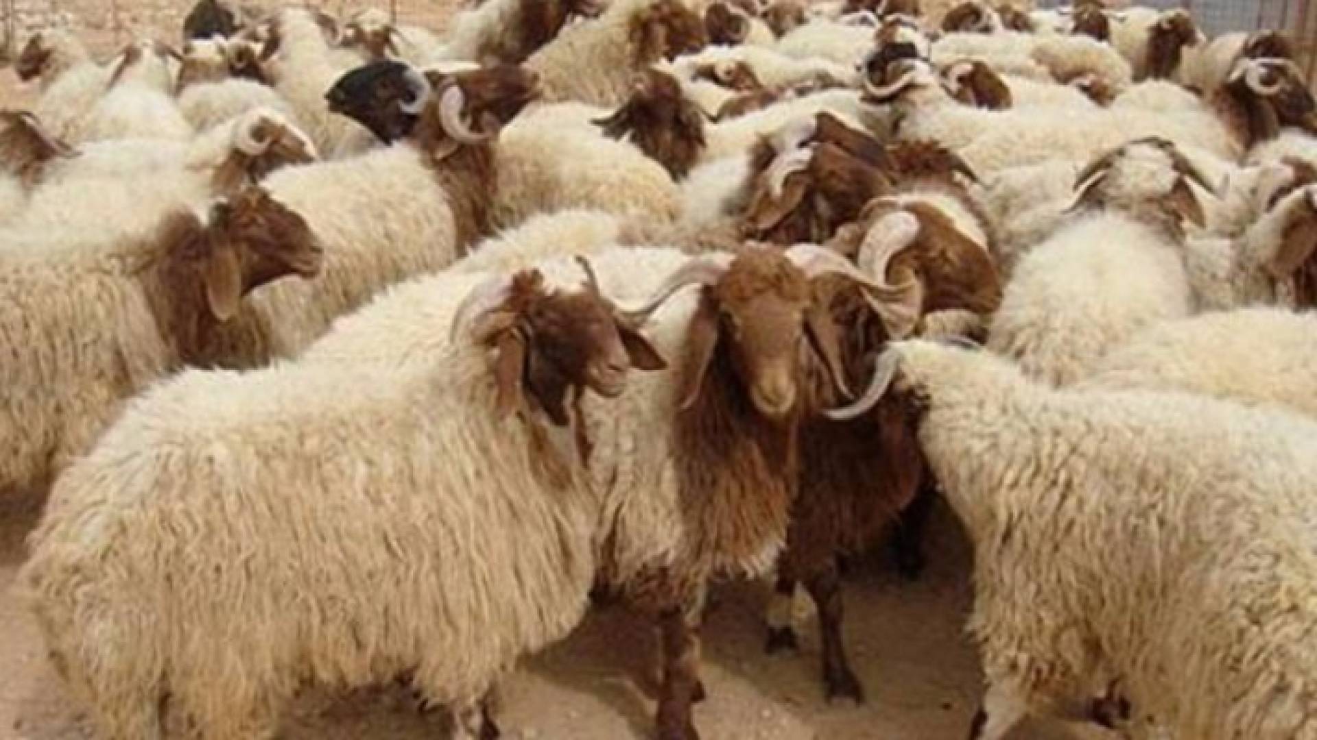 تحديد أماكن بيع وذبح الاضاحي