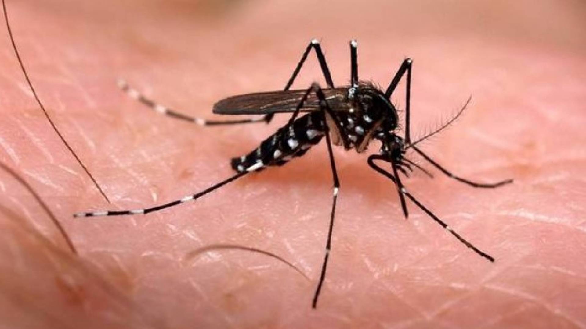 علماء كنديون ينجحون بصناعة جهاز لمكافحة فيروس زيكا