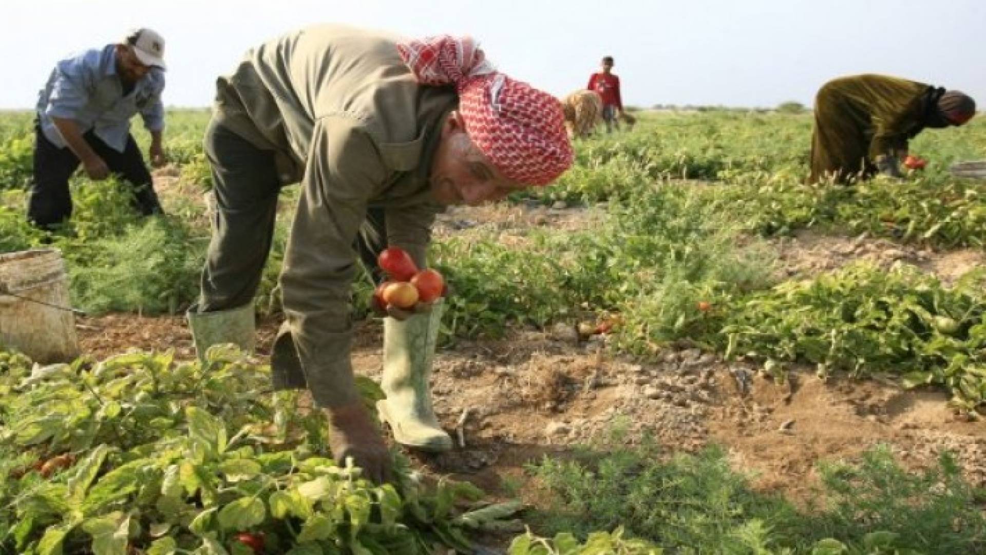 الفاخوري: رفع نسبة العمالة الأردنية في الزراعة الى 25 %