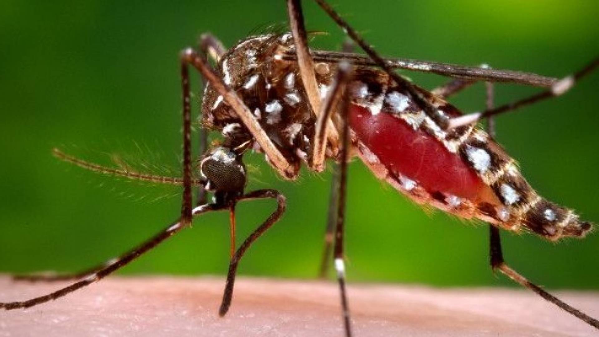 إناث البعوض "قد تنقل" فيروس زيكا إلى بيضها وسلالتها