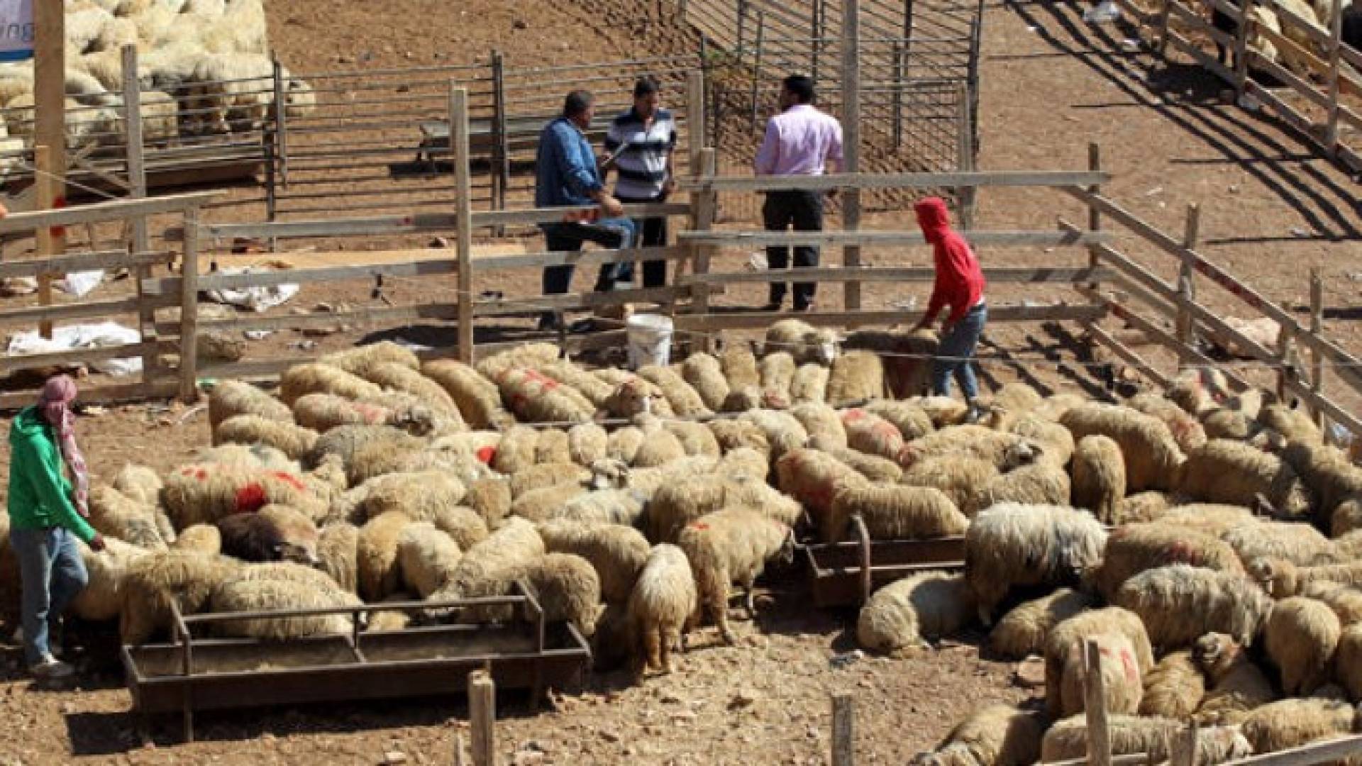 الأمانة تزيل مواقع البيع العشوائي للاضاحي وتحدد أماكن بيعها ..تفاصيل