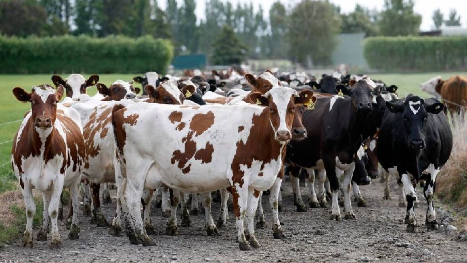  نيوزيلندا يعيش بها نحو 10 ملايين بقرة