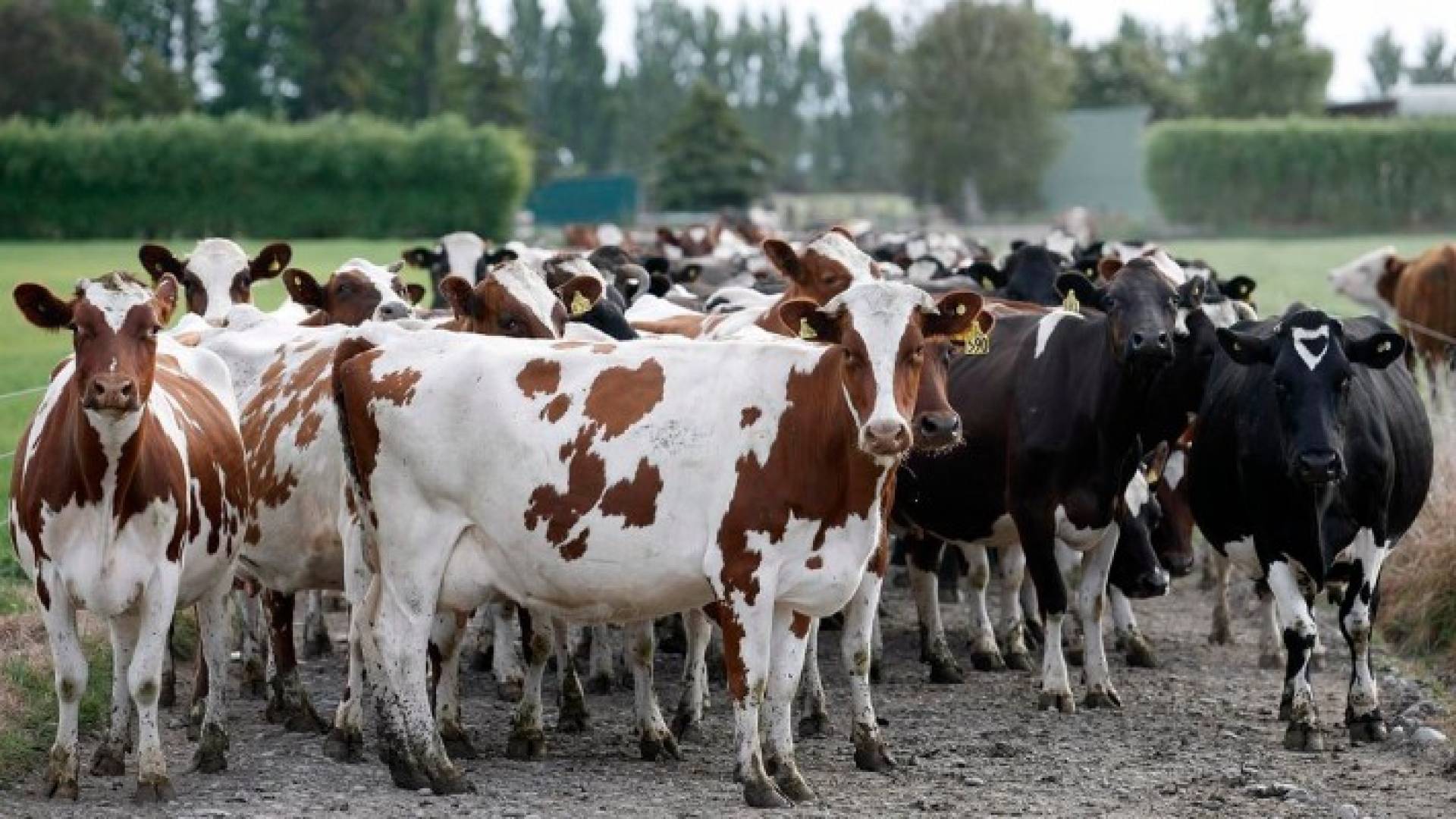 أكبر سرقة مواشي في تاريخ نيوزيلندا