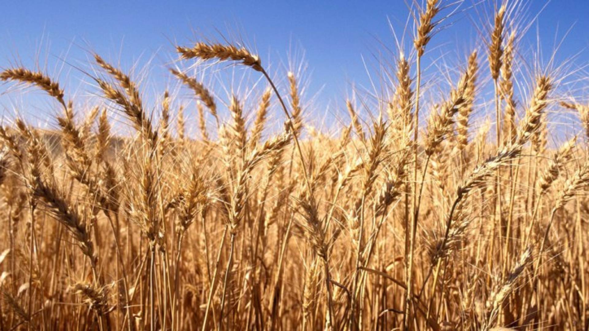 الأردن يشتري 50 ألف طن من القمح بسعر 204 دولارات