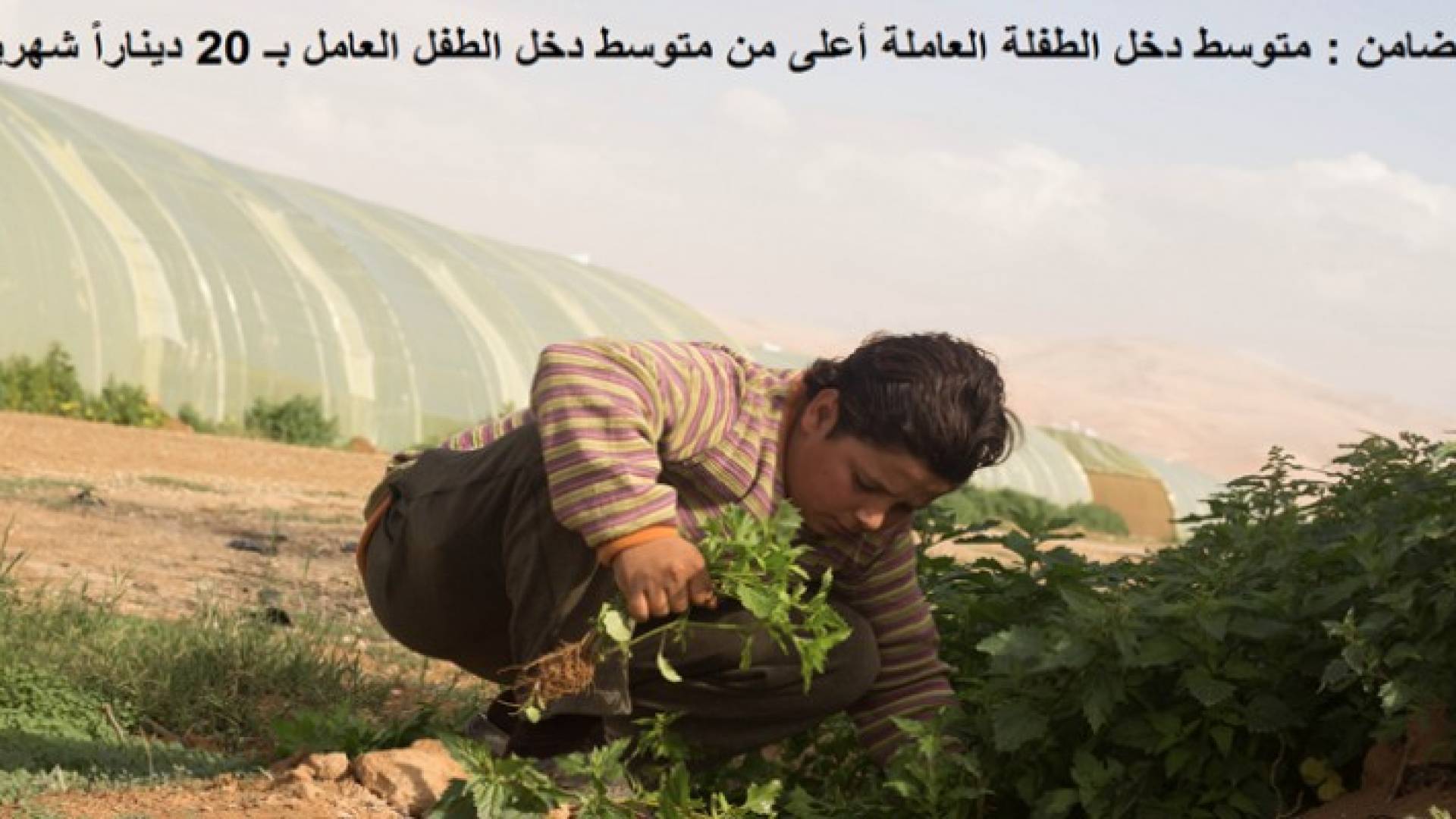 7100 طفل و 852 طفلة يبحثون عن عمل في المملكة.. والطفلة اعلى أجرا من الطفل