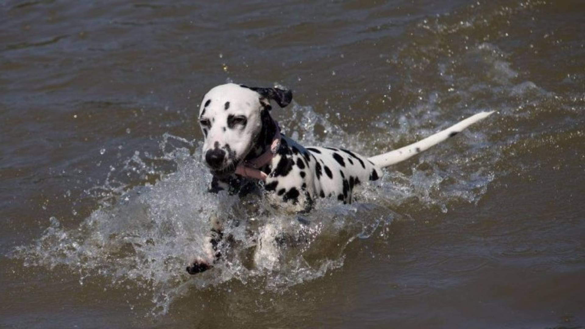 قصة وفاء كلب.. سبح أميالا للعثور على عائلته