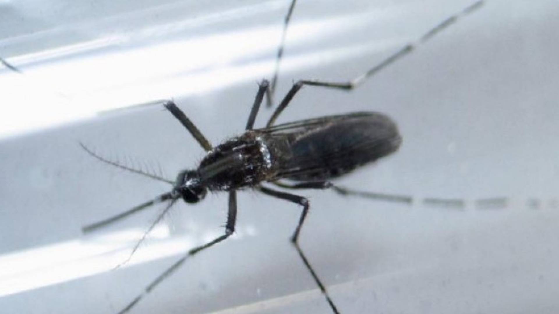 اكتشاف صلة قوية بين فيروس زيكا ومتلازمة جيلان-باريه