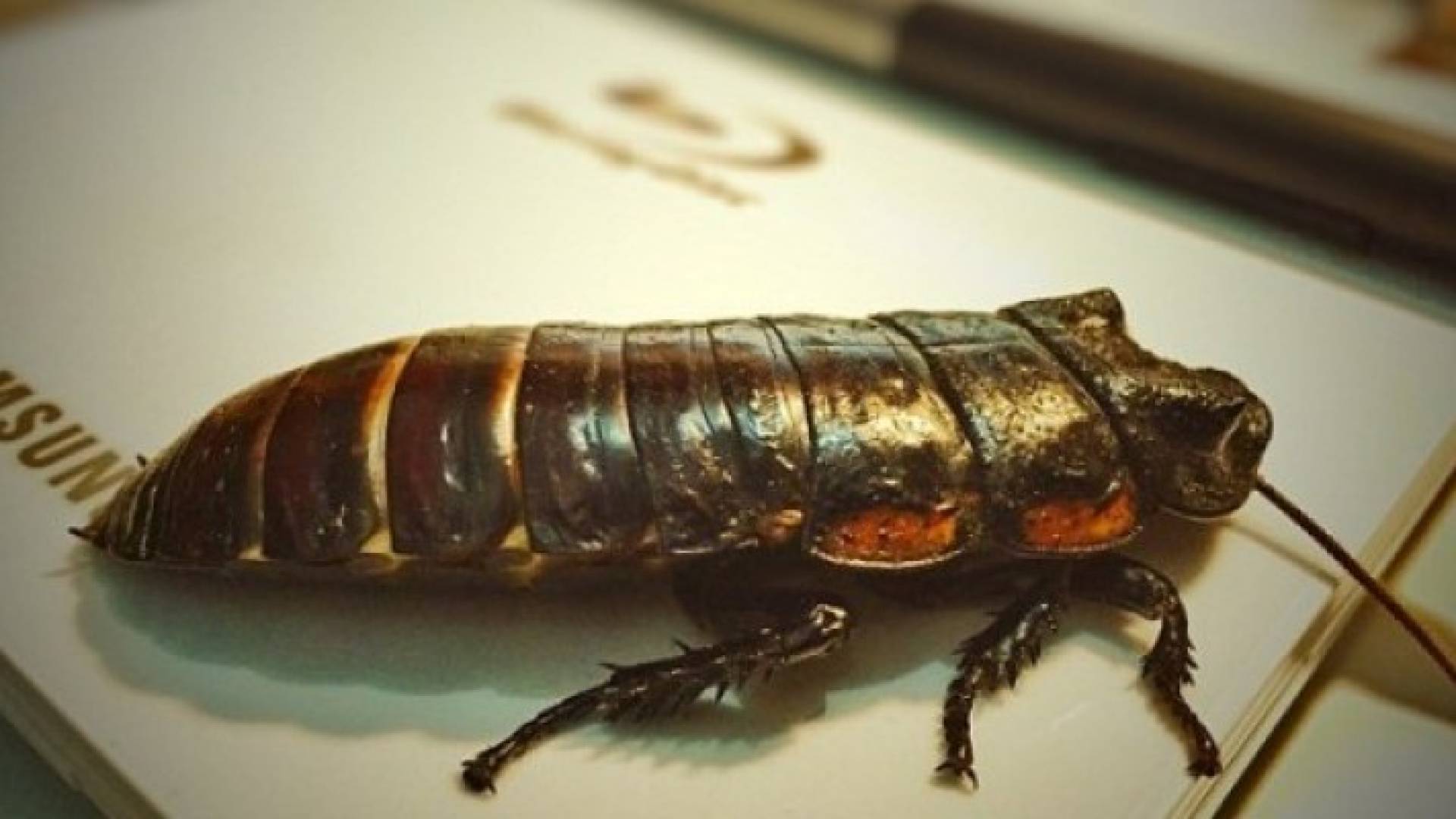 هل تعاني من الاكتئاب أو الصرع.. مبروك: العلماء اخترعوا روبوتا لمعالجتك!