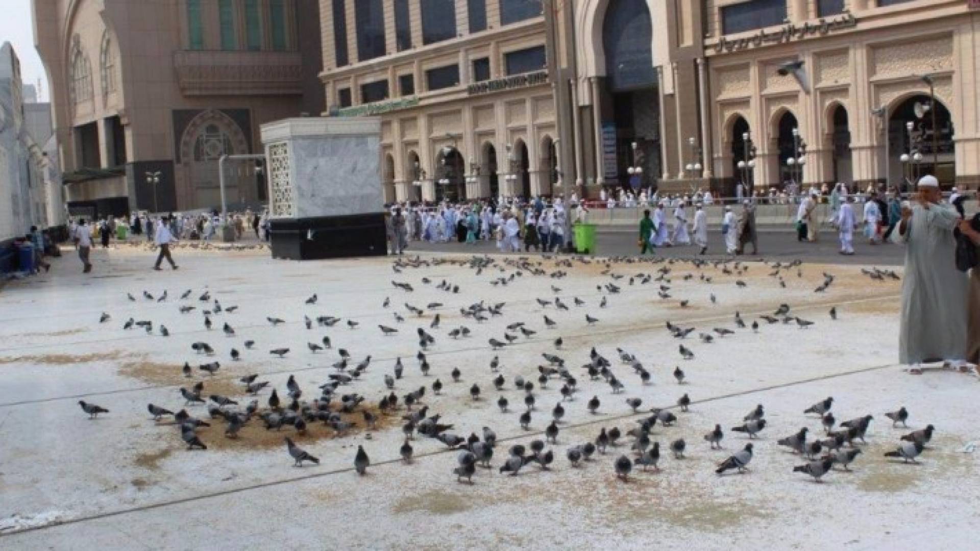 حمام الحرم المكي.. الطائر المحصن