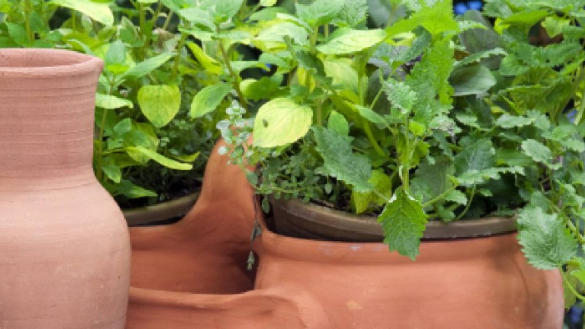 تعرف على أفضل النباتات المنزلية لتنقية الهواء