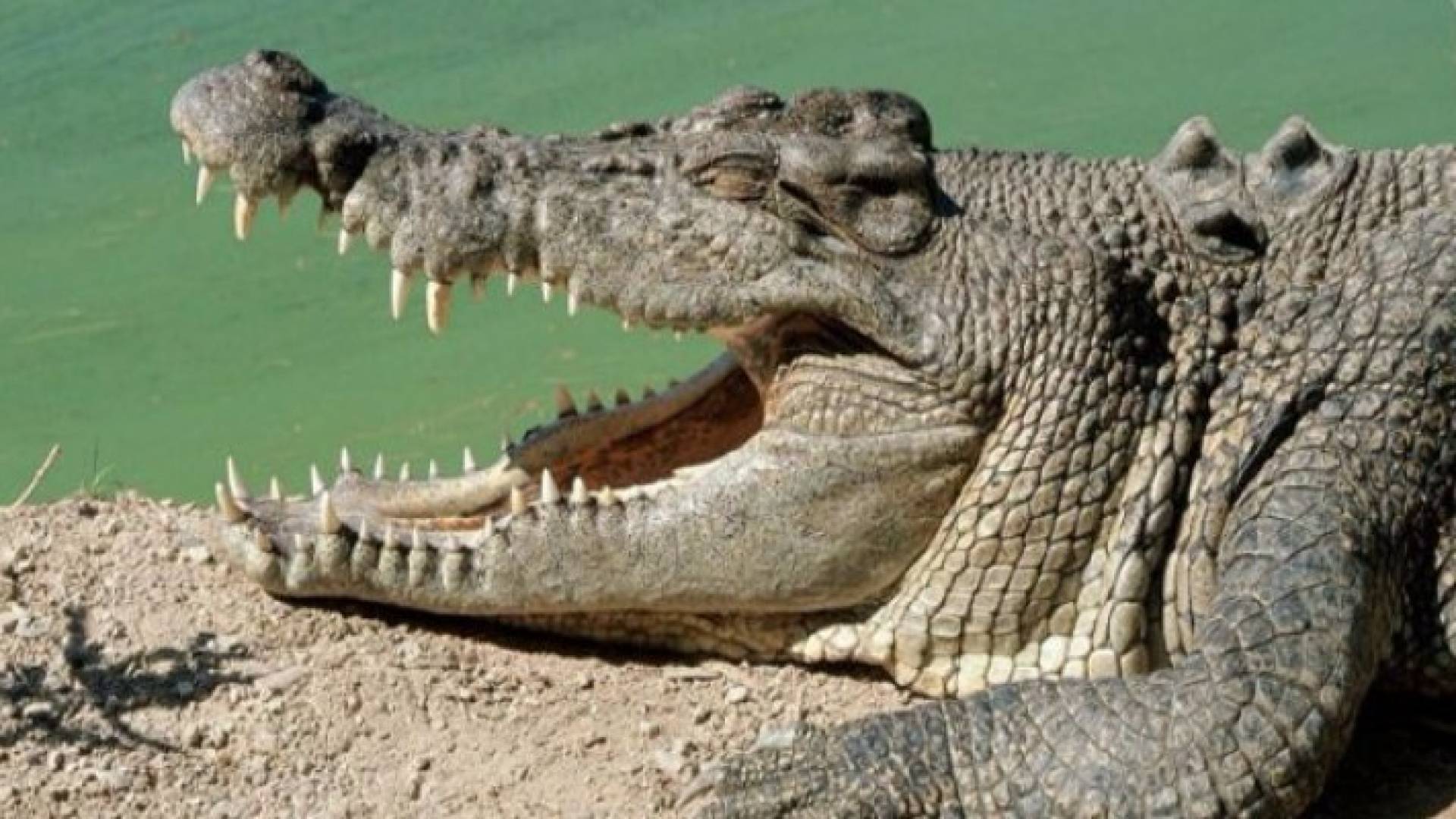 تعرف على الحيوان صاحب أقوى فك مفترس في العالم