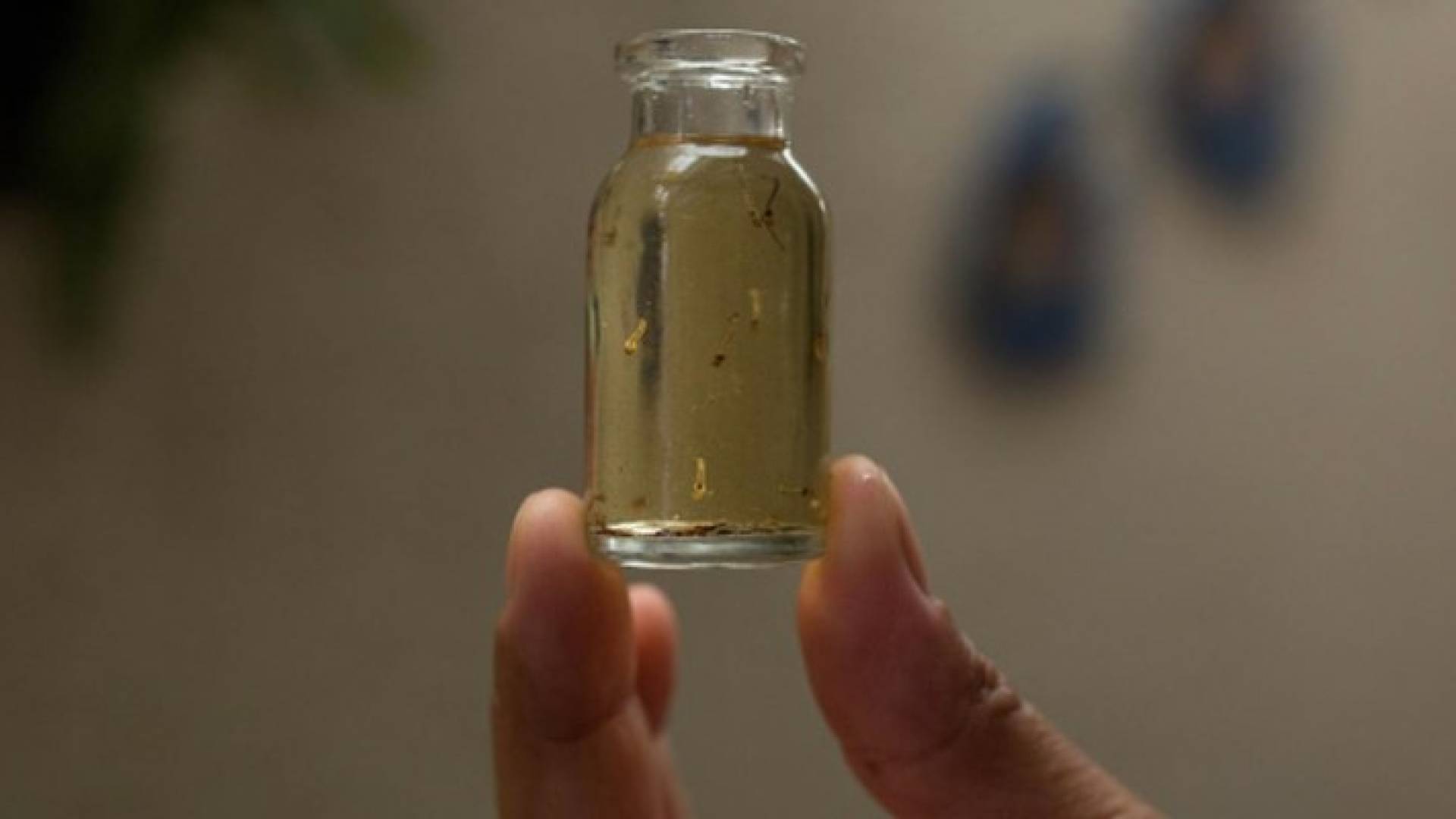 أول إصابة بزيكا لامرأة حامل في ماليزيا