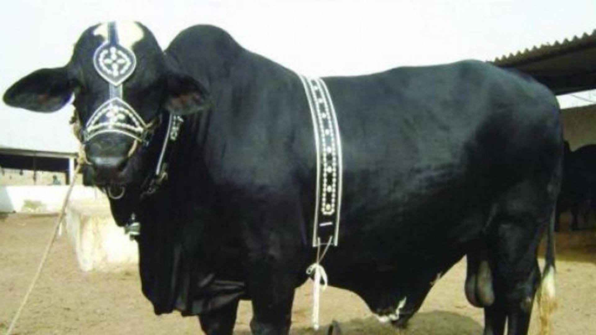 مسابقة لاختيار أجمل بهيمة