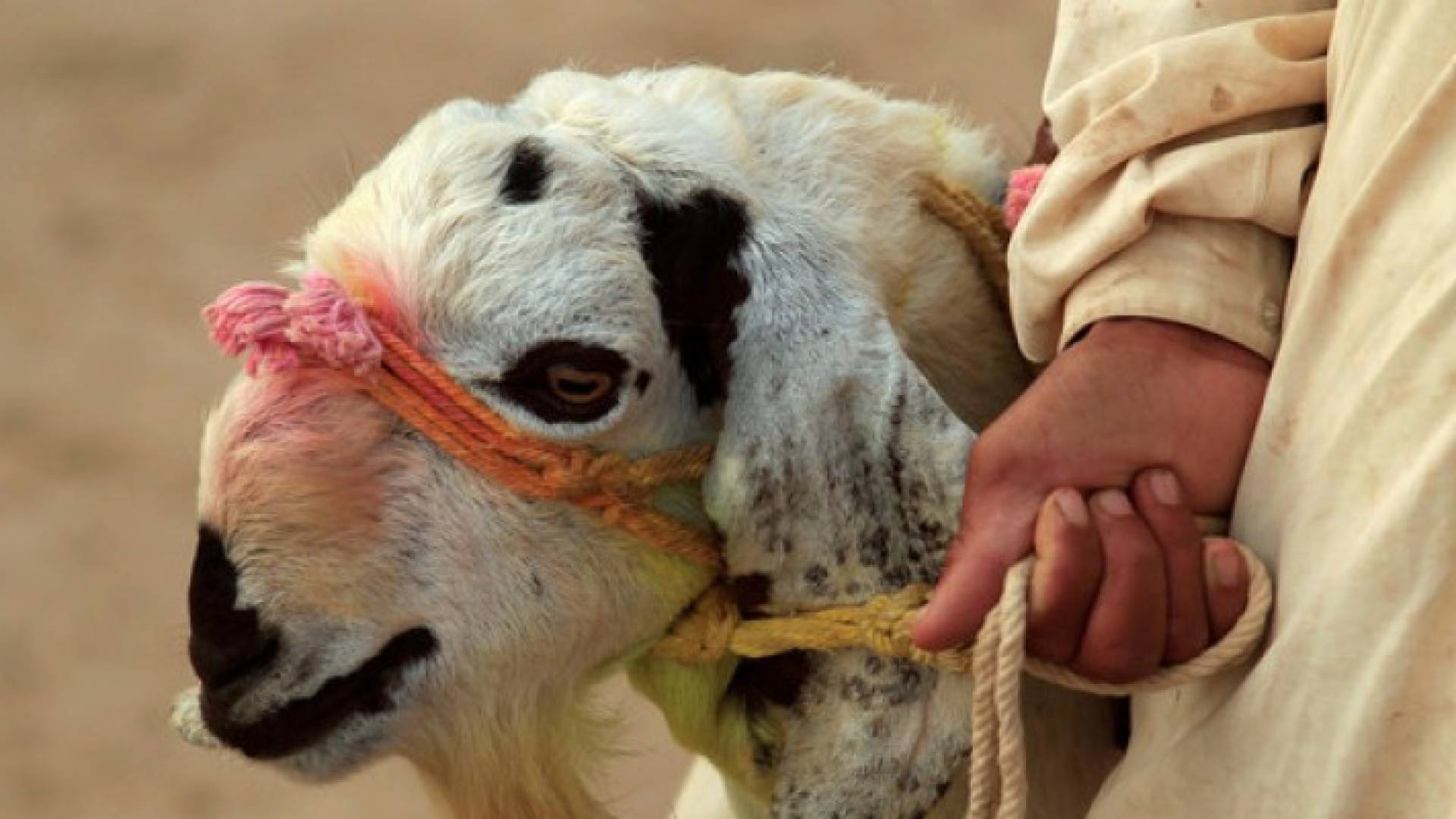 إذا كنت مصابا بهذه الأمراض فلا تقترب من لحوم العيد
