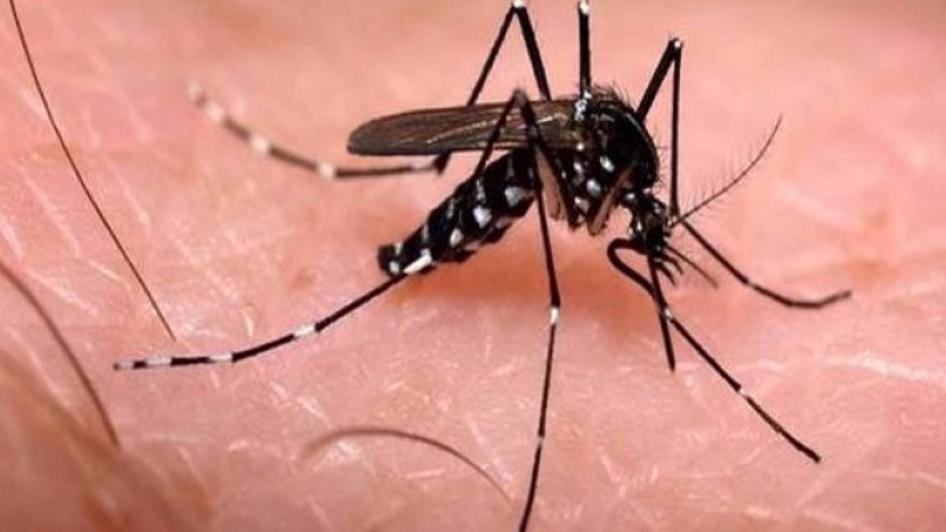 تسجيل 14 إصابة بفيروس زيكا في إسرائيل