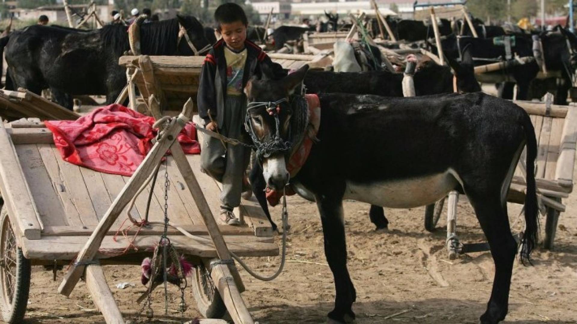 دول إفريقية تمنع تصدير الحمير إلى الصين