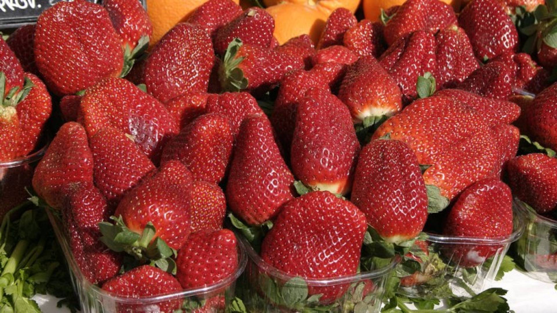 الأردن يتحقق من " فراولة وخضراوات مصرية " سقيت ببراز بشري