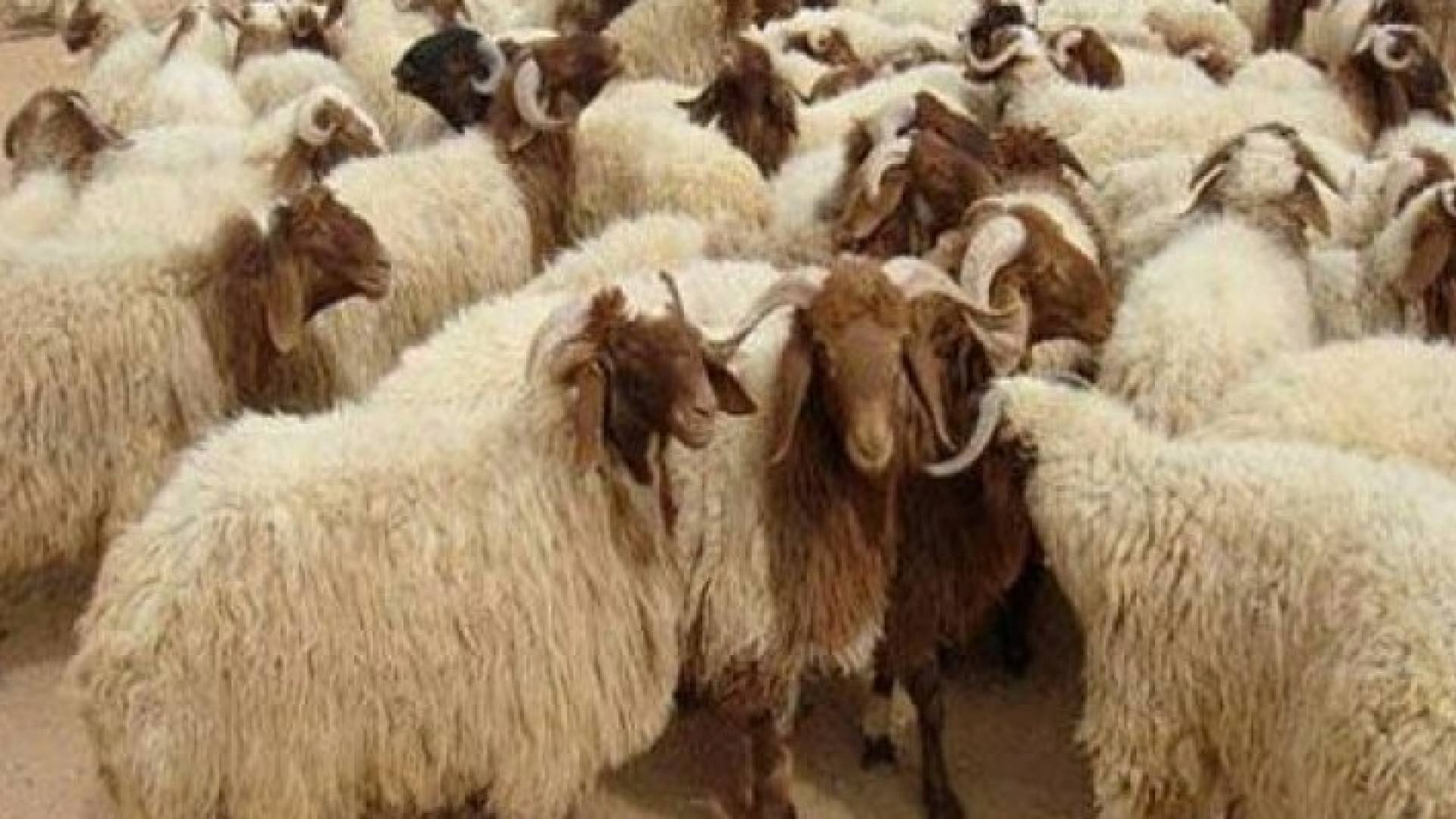 %200 نسبة زيادة في بيع الأضاحي عن العام الماضي