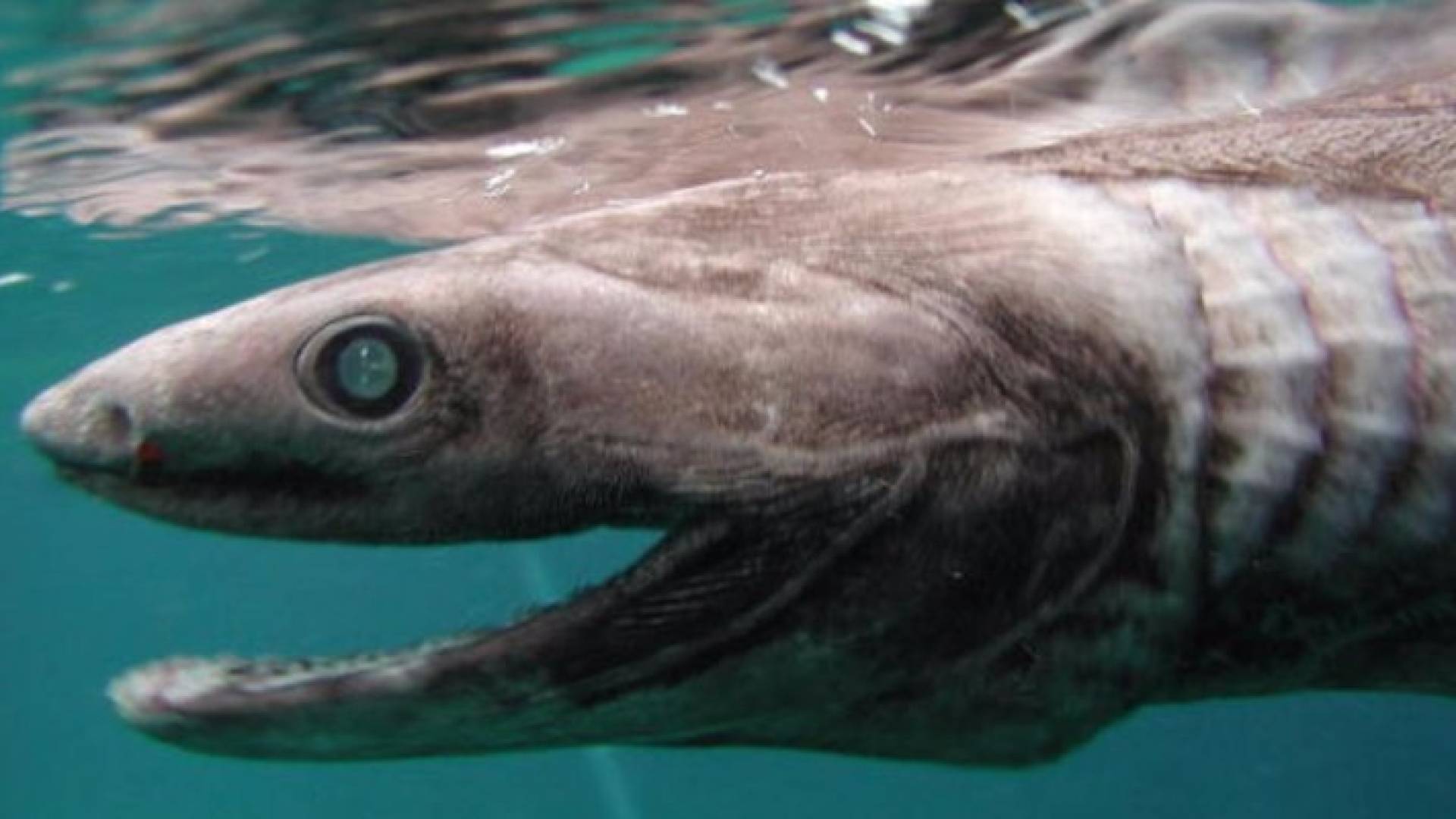 هجمات للقرش تخلف 3 مصابين على شواطئ فلوريدا