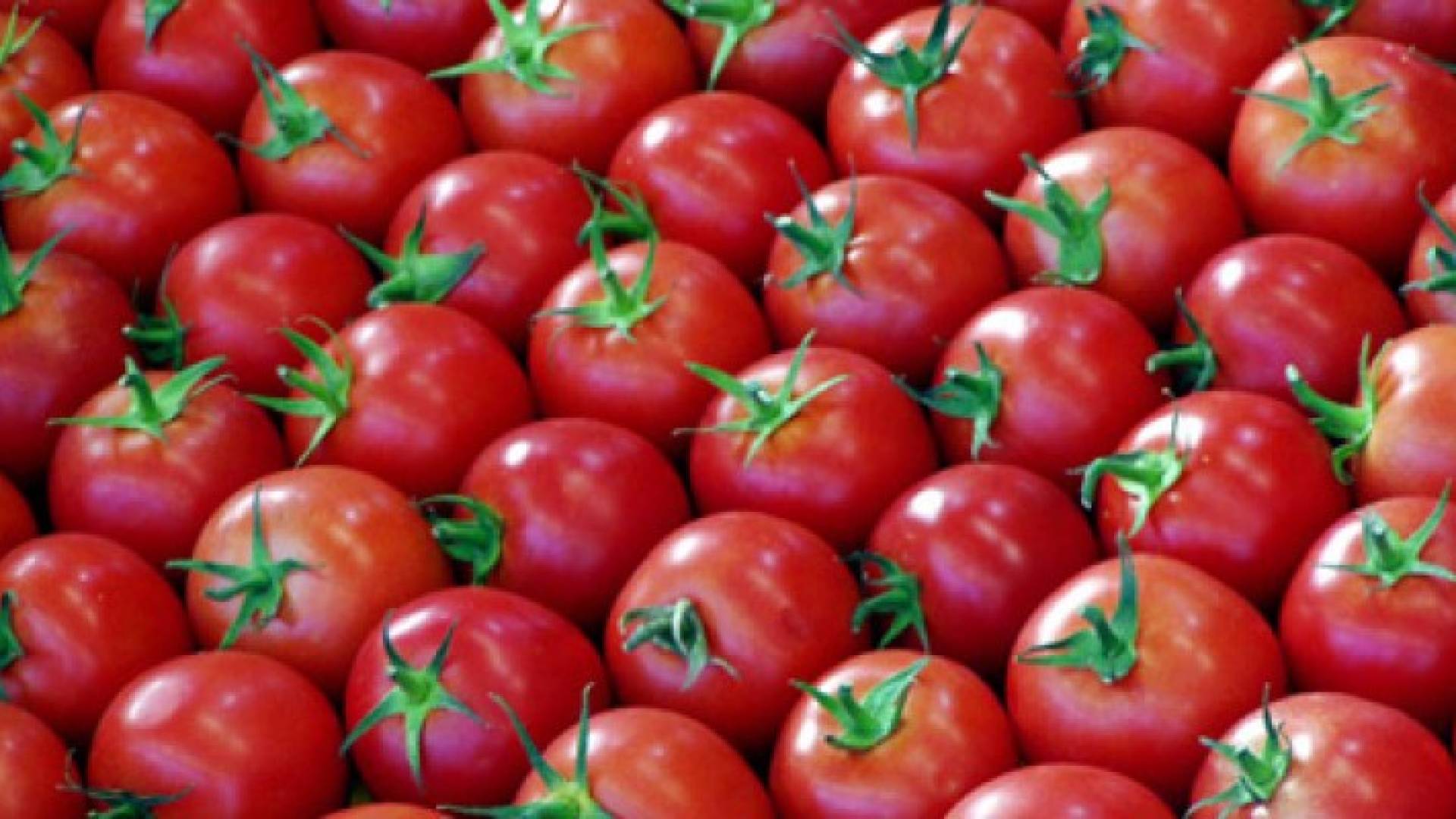 تصدير 7411 طنا من البندورة واللوزيات لاسواق الخليج