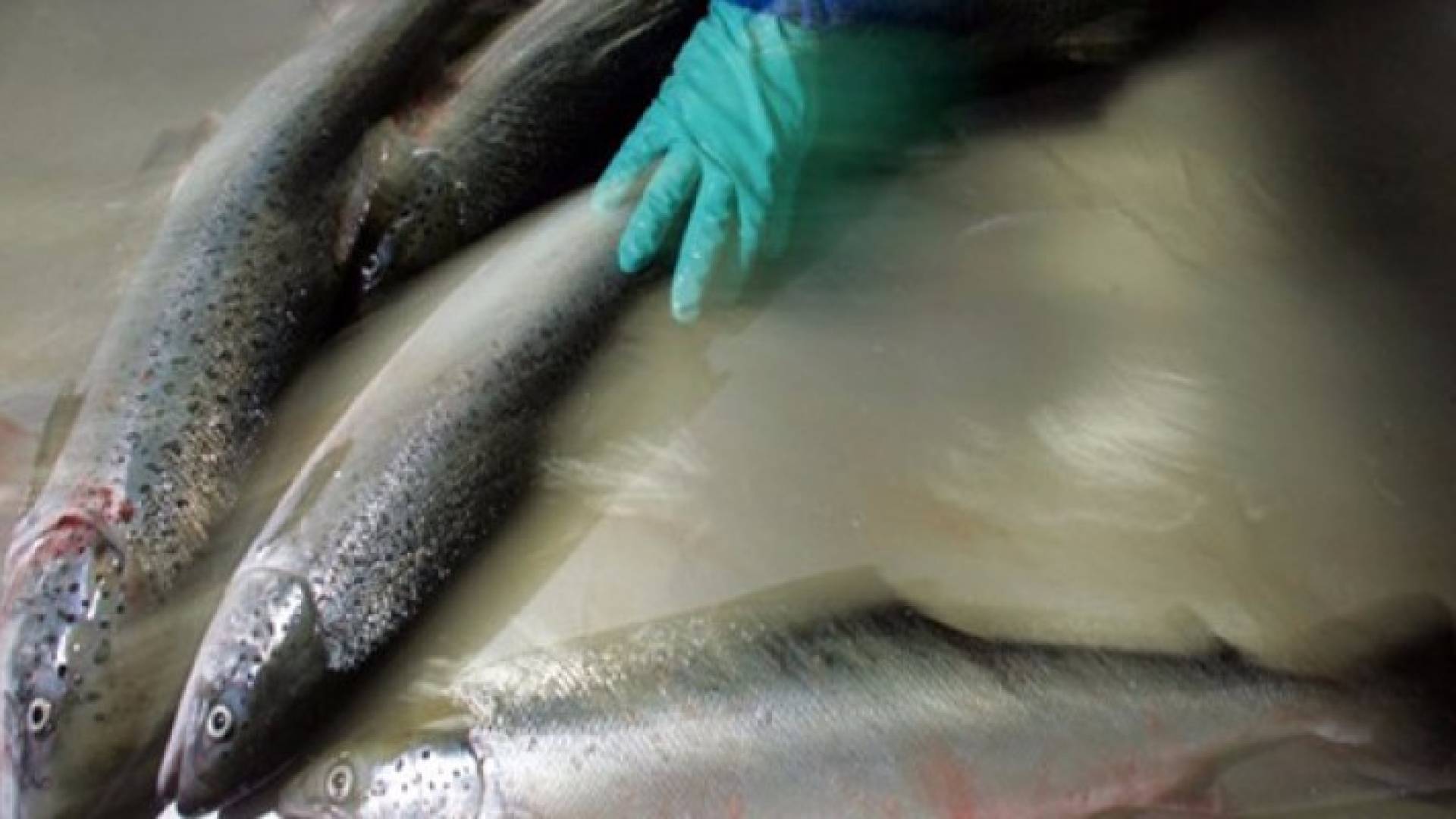 صورة تعبيرية لاسماك 