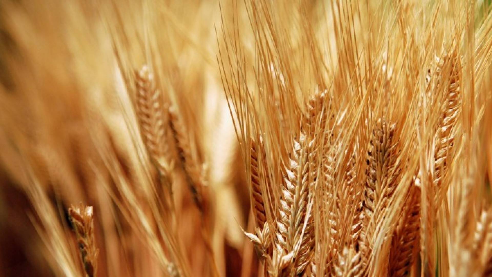 "الصناعة" لم تشتر كميات من القمح بموجب آخر عطاء دولي 