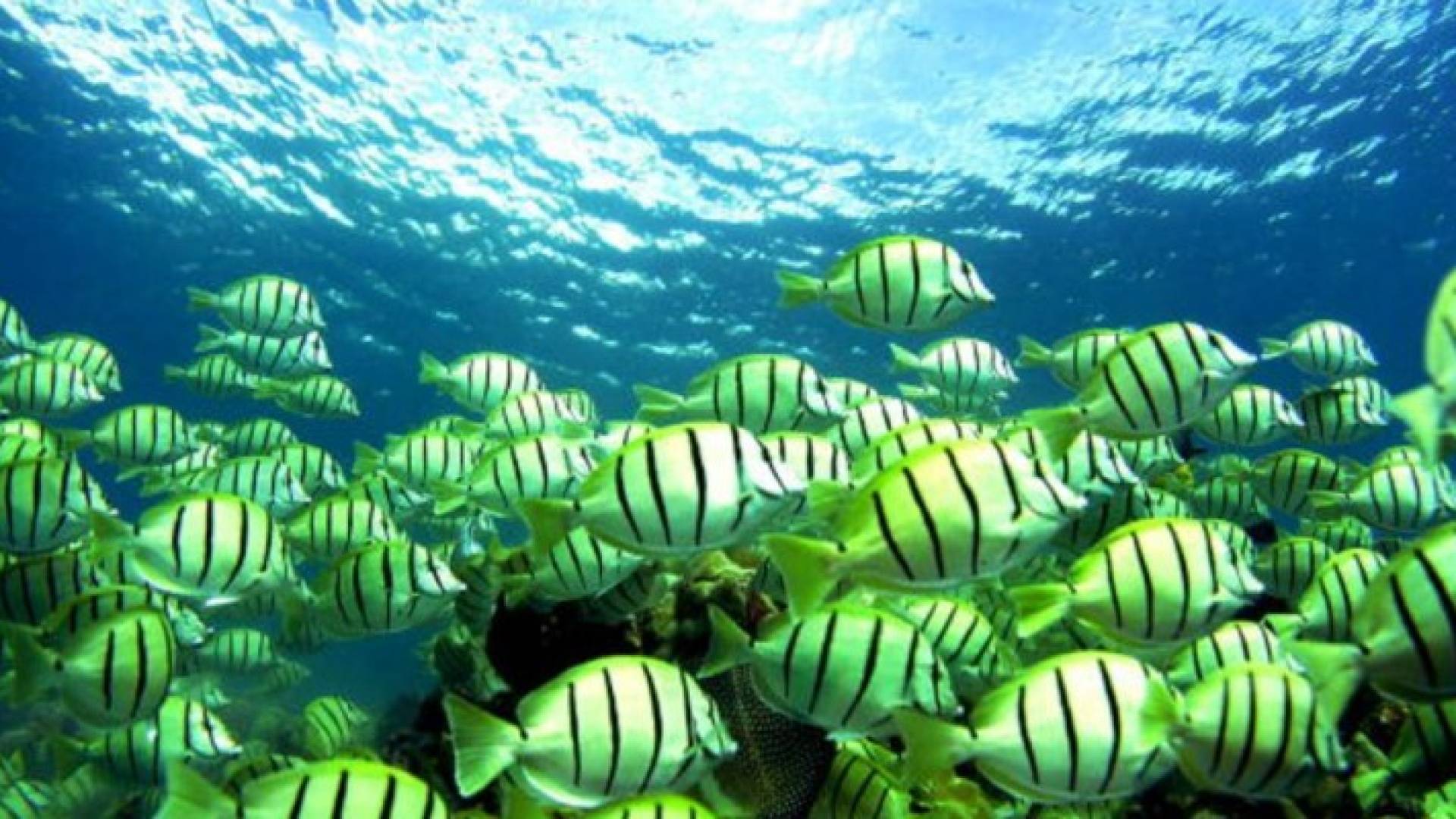 هاواي نقطة بيولوجية ساخنة