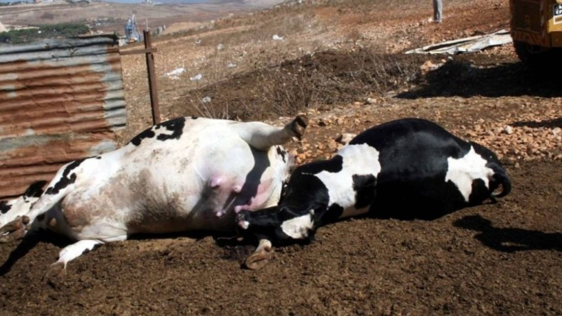 اتلاف لحوم بقرة نافقة اعدت للبيع في اربد 