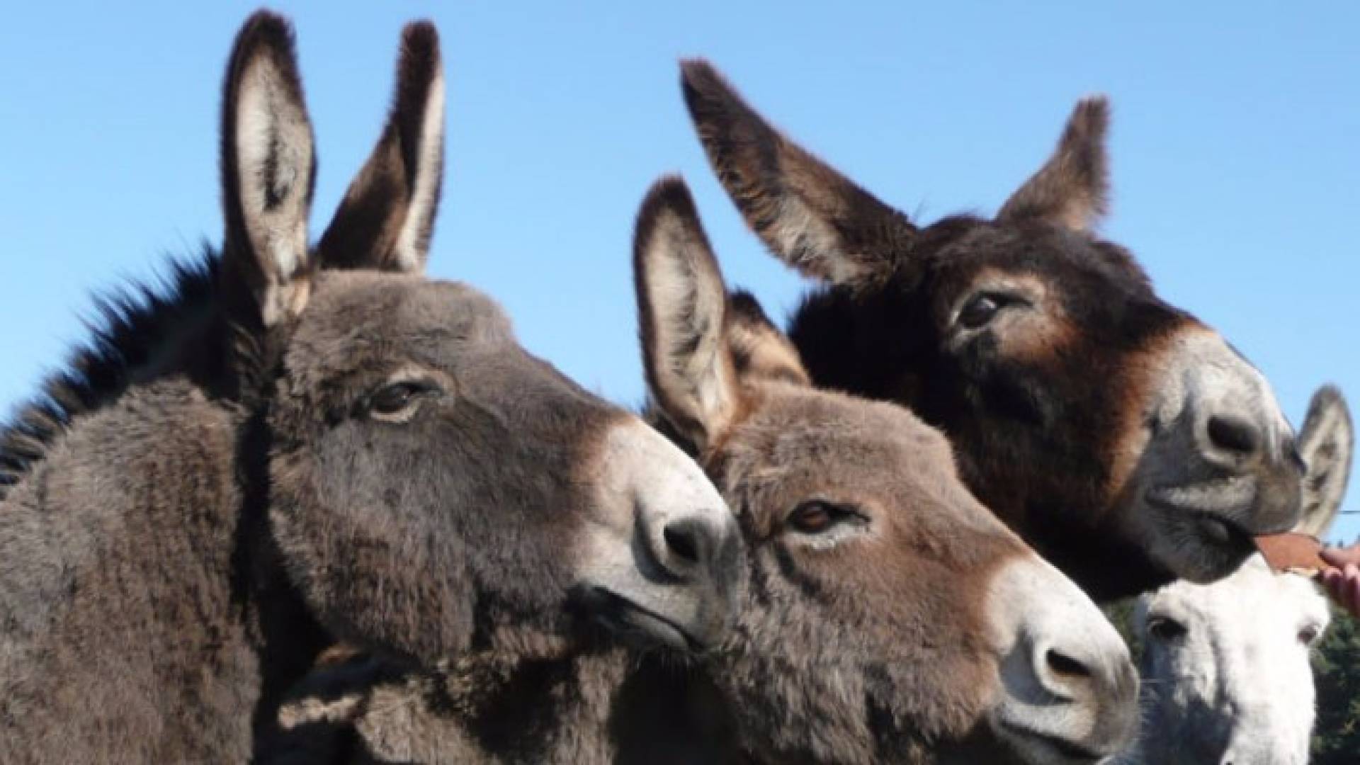 الصين تسعى لشراء حمير العالم