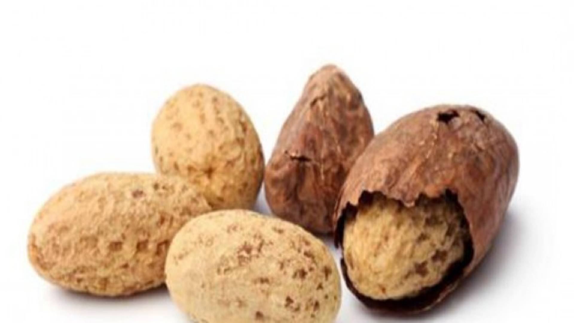 ثمرة الكولا