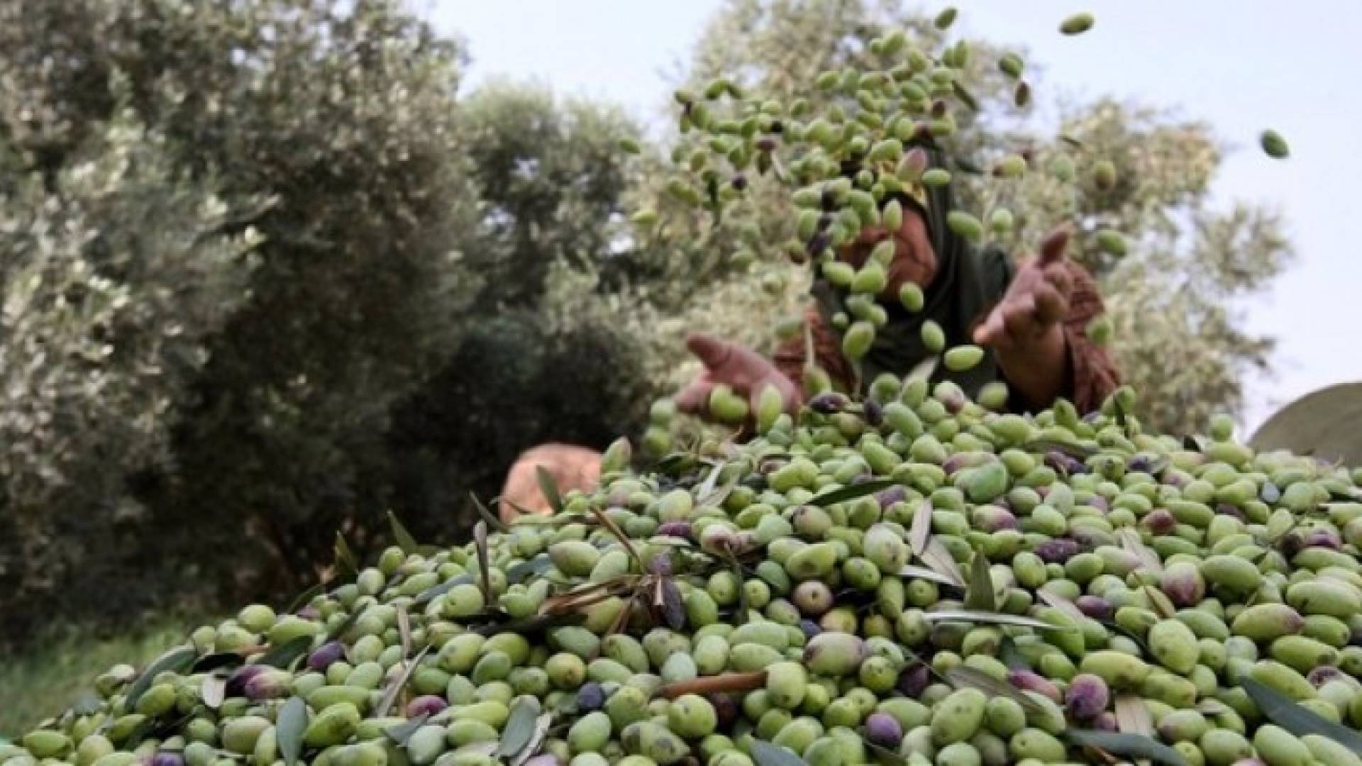 قطاف الزيتون - ارشيفية 