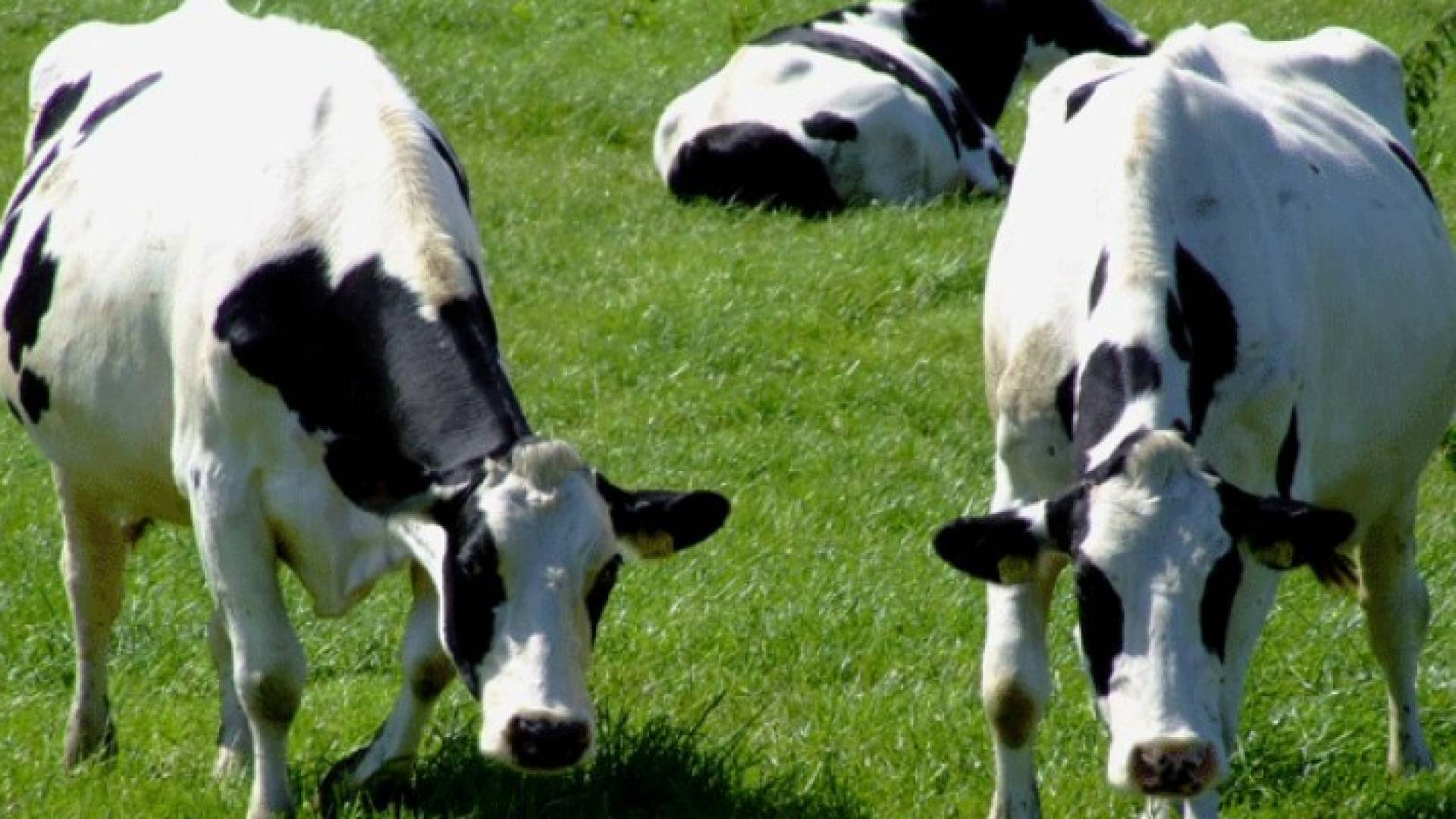 الحكومة تلاحق الأبقار لتنظيم الأحياء السكنية