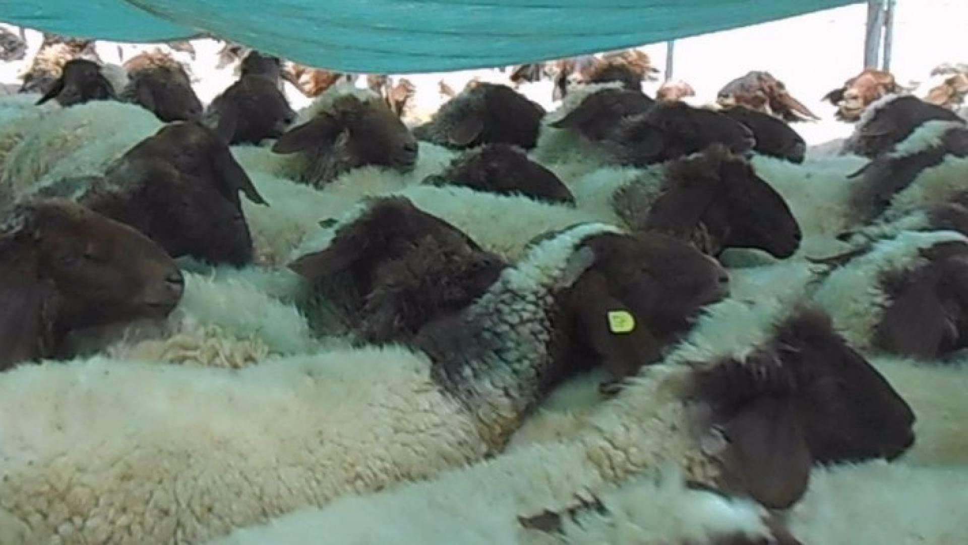 الزراعة تبدأ بإصدار دفاتر 'عائلة' للثروة الحيوانية