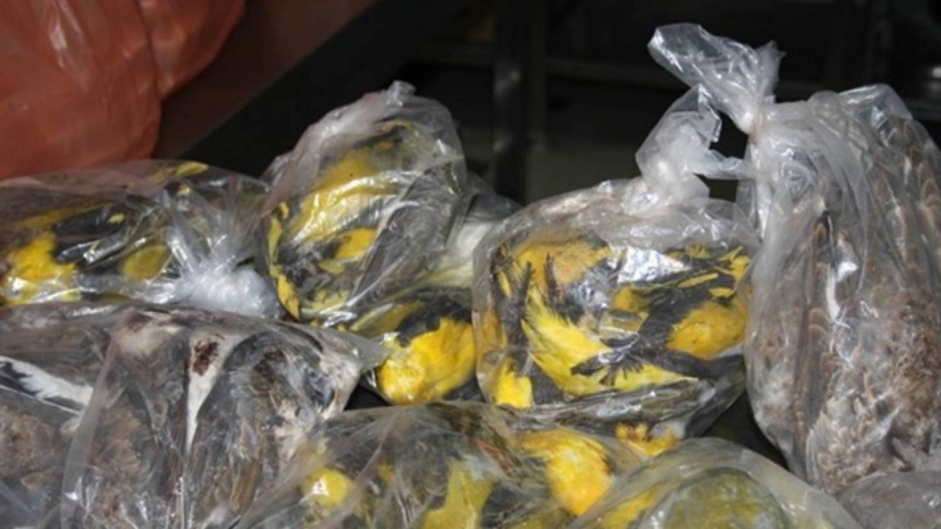 صور المضبوطات