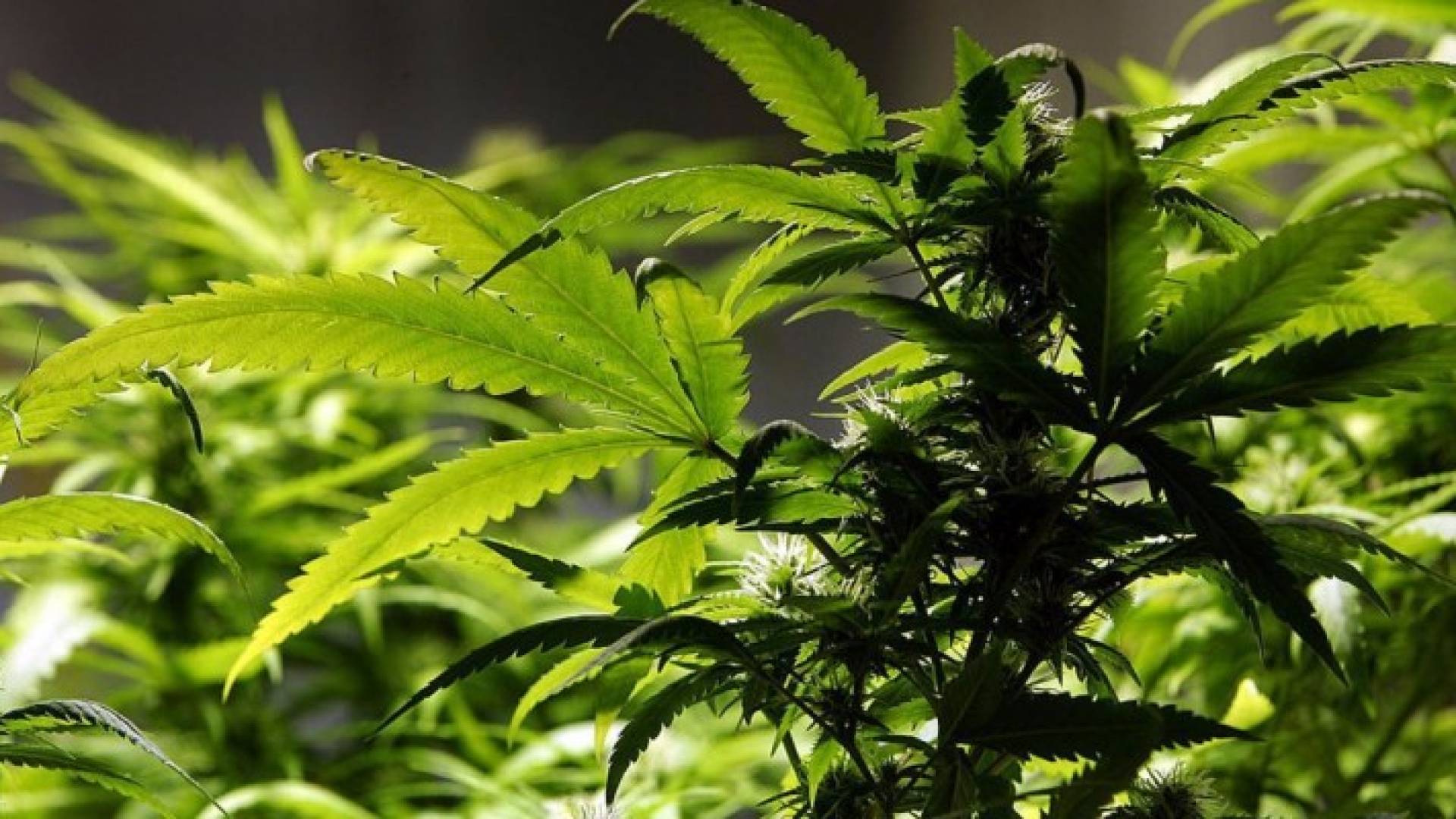 كلية للتدريب على زراعة الماريغوانا