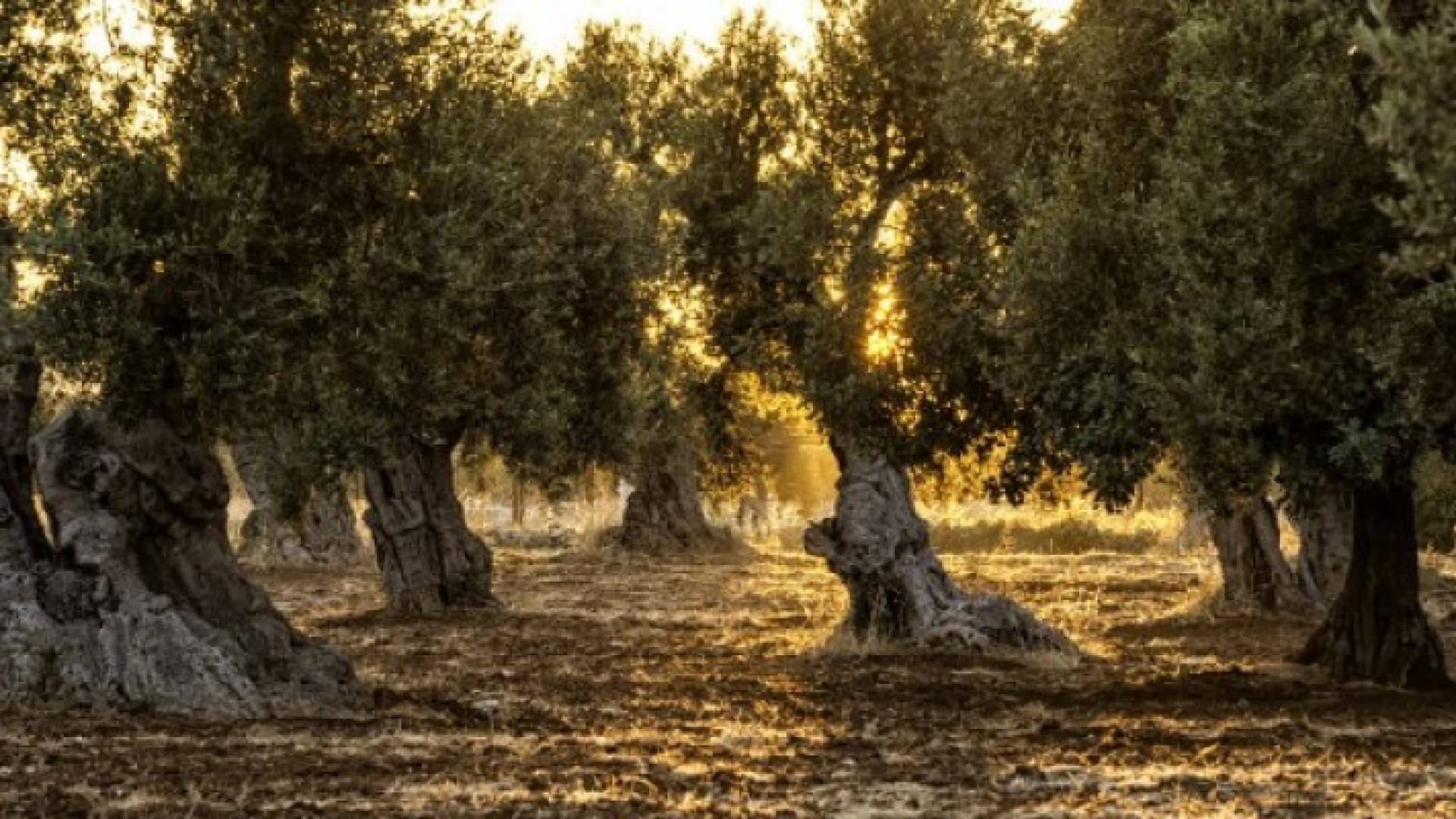 هل تأخرت 'شتوة الزيتون' أو 'الشتوة الأولى'..؟