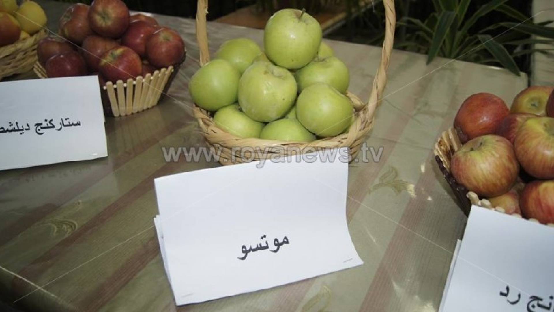 بالصور.. تعرف على أنواع التفاح الذي ينتجه لواء الشوبك