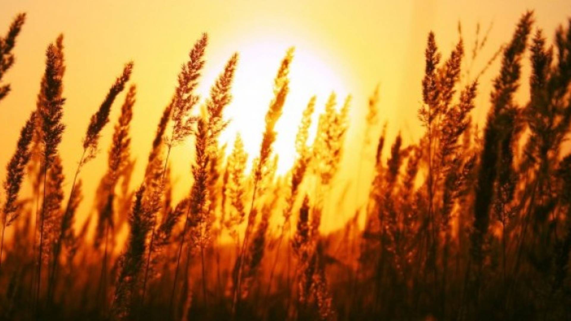 أجواء خريفية معتدلة متوقعة نهارا ومائلة للبرودة ورطبة ليلا الجمعة والسبت