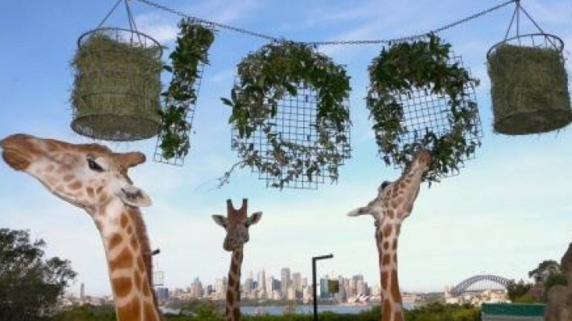 زرافات تأكل أوراق أشجار على شكل رقم مئة خلال احتفال الحديقة بذكرى مرور مئة عام على تأسيس الحديقة في سيدني 