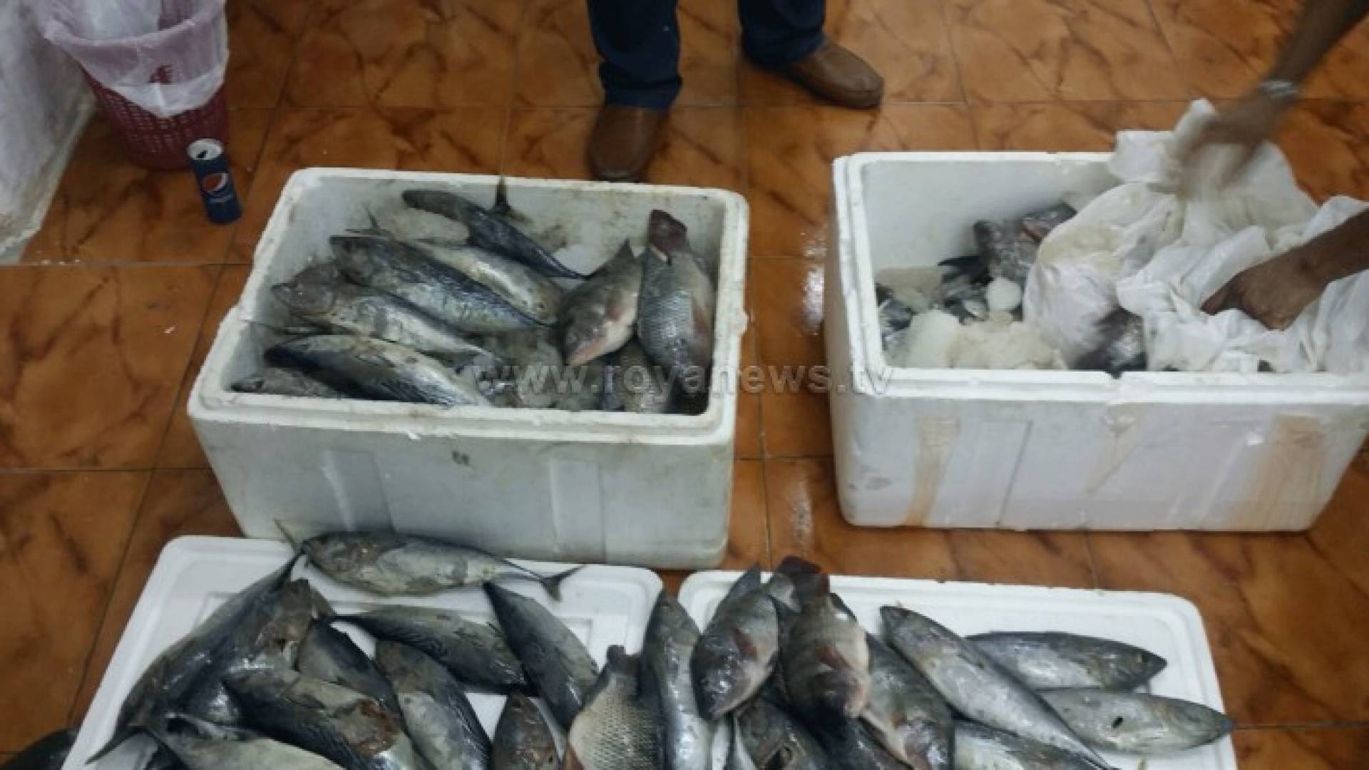 ضبط 300 كيلو أسماك فاسدة في اربد .. صور