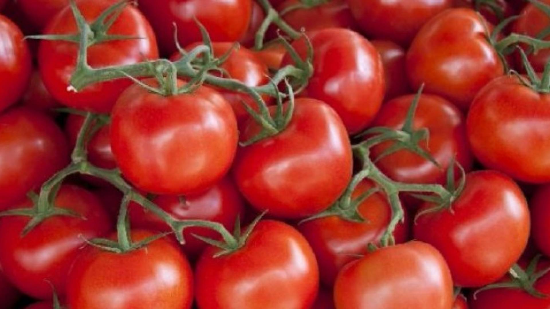 سعر كيلو البندورة من 20 – 35 قرش بالسوق المركزي