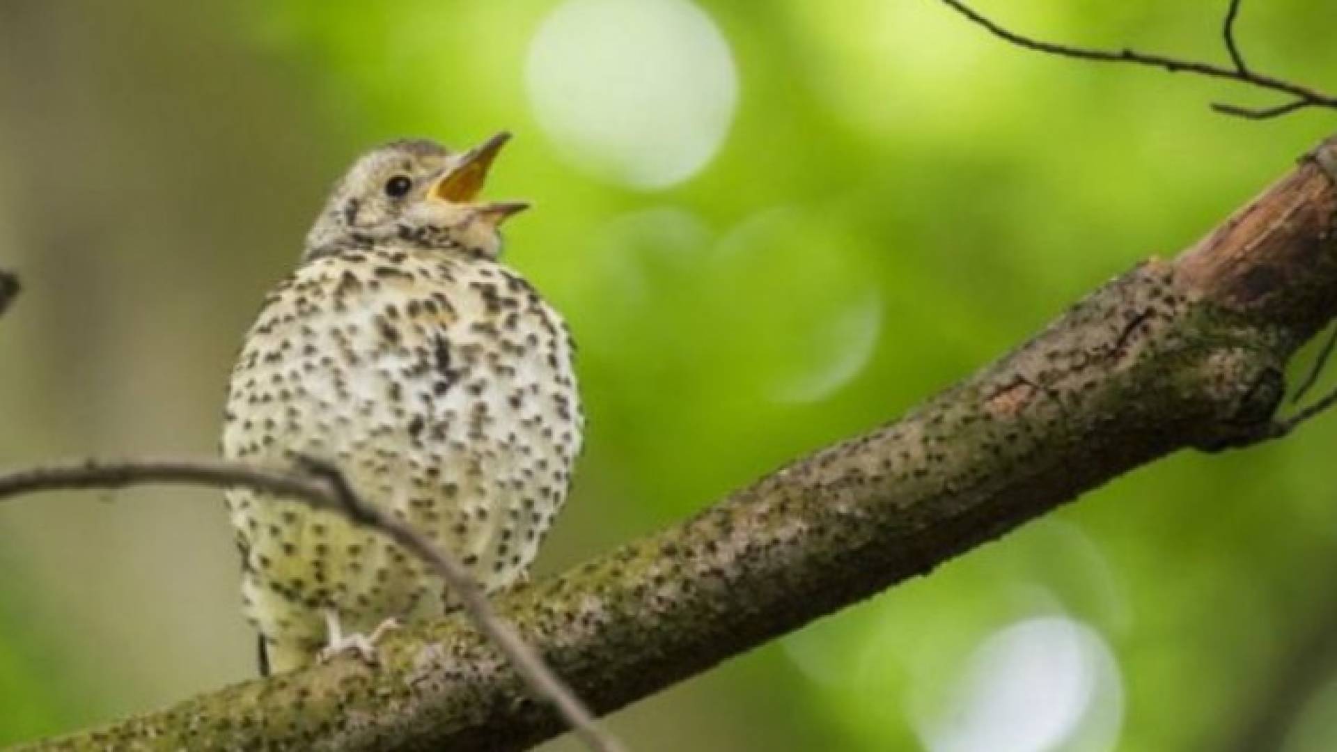  أطلقت الشركة البريطانية على التكنولوجيا الجديدة اسم "التغريد" لاعتمادها على الإشارة الصوتية في نقل البيانات 
