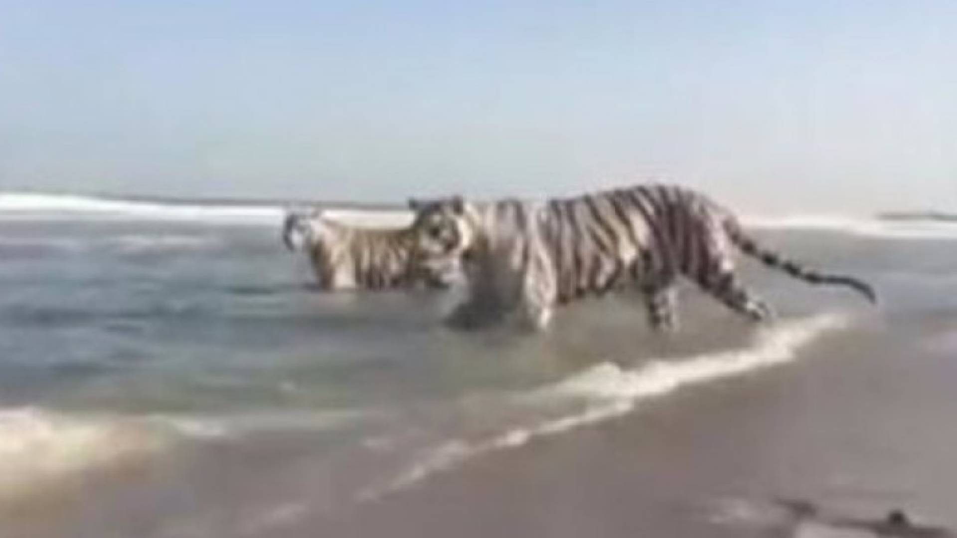 صورة من الفيديو 