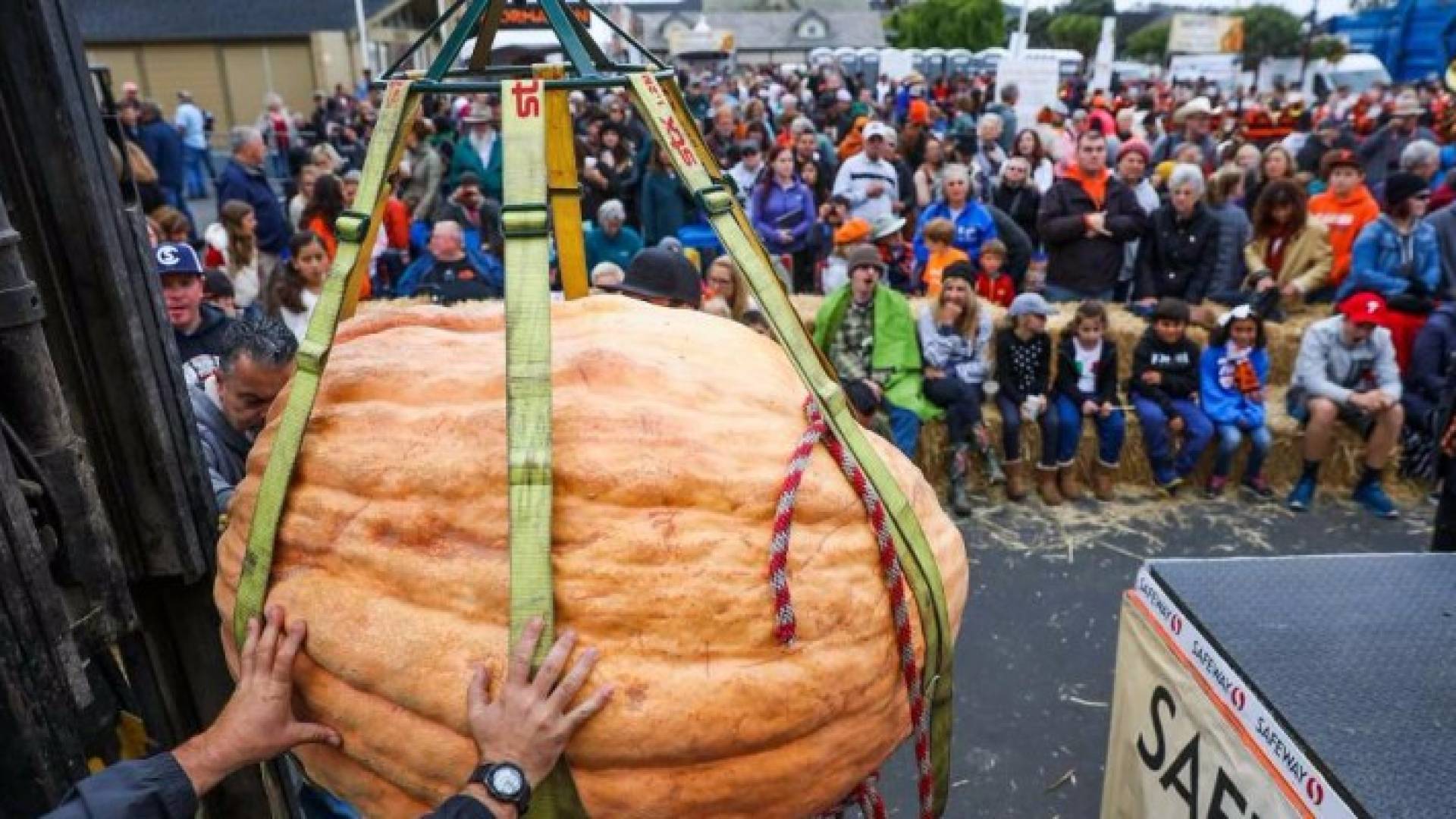  ثمرة يقطين عملاقة