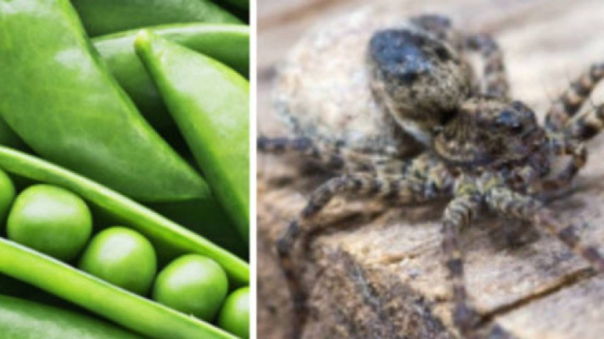 5 حالات لكائنات ونباتات وجدت حية داخل جسم الإنسان