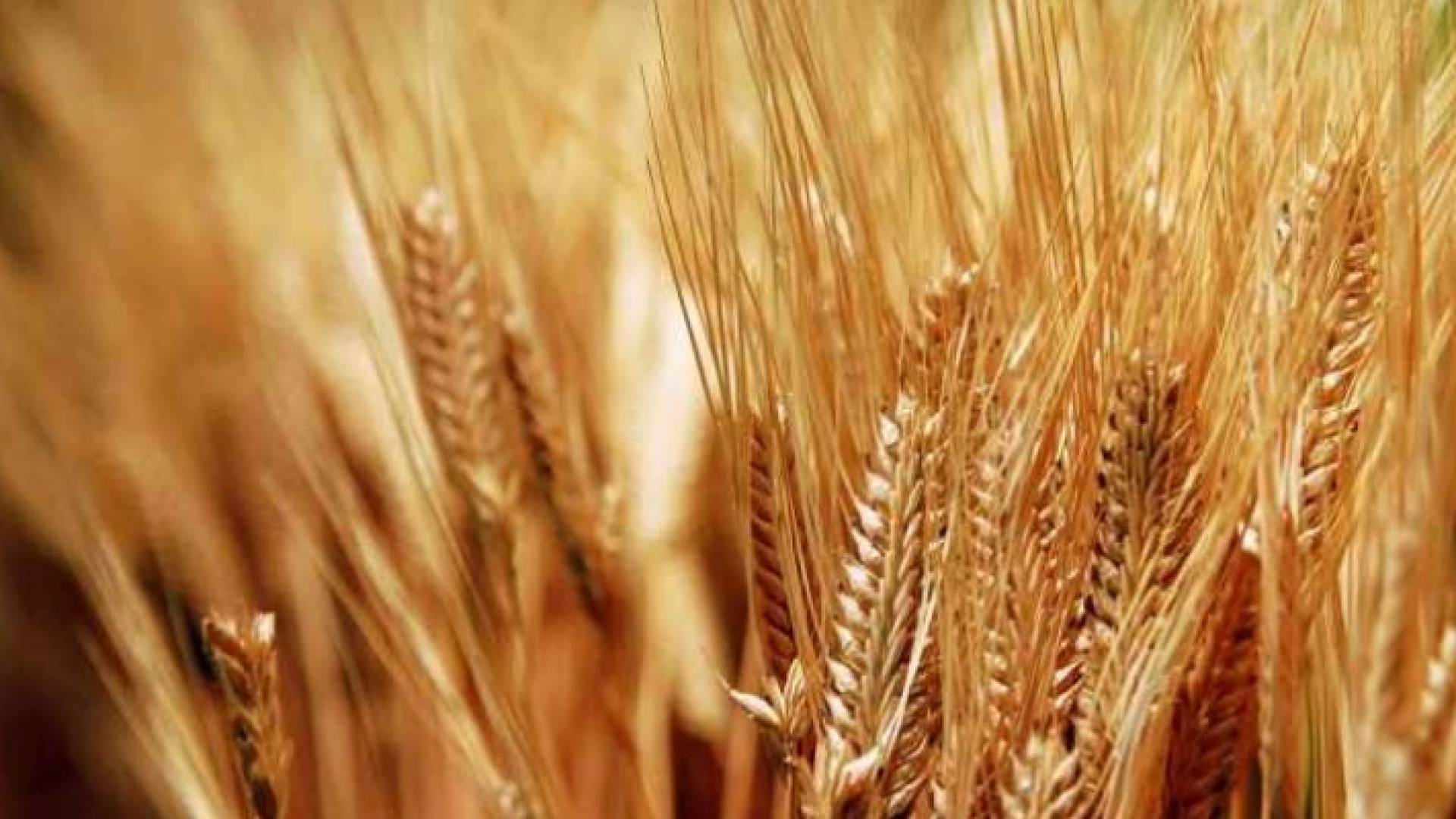 تجار أوروبيون الأردن طرح من جديد مناقصة عالمية لشراء 100 ألف طن شعير