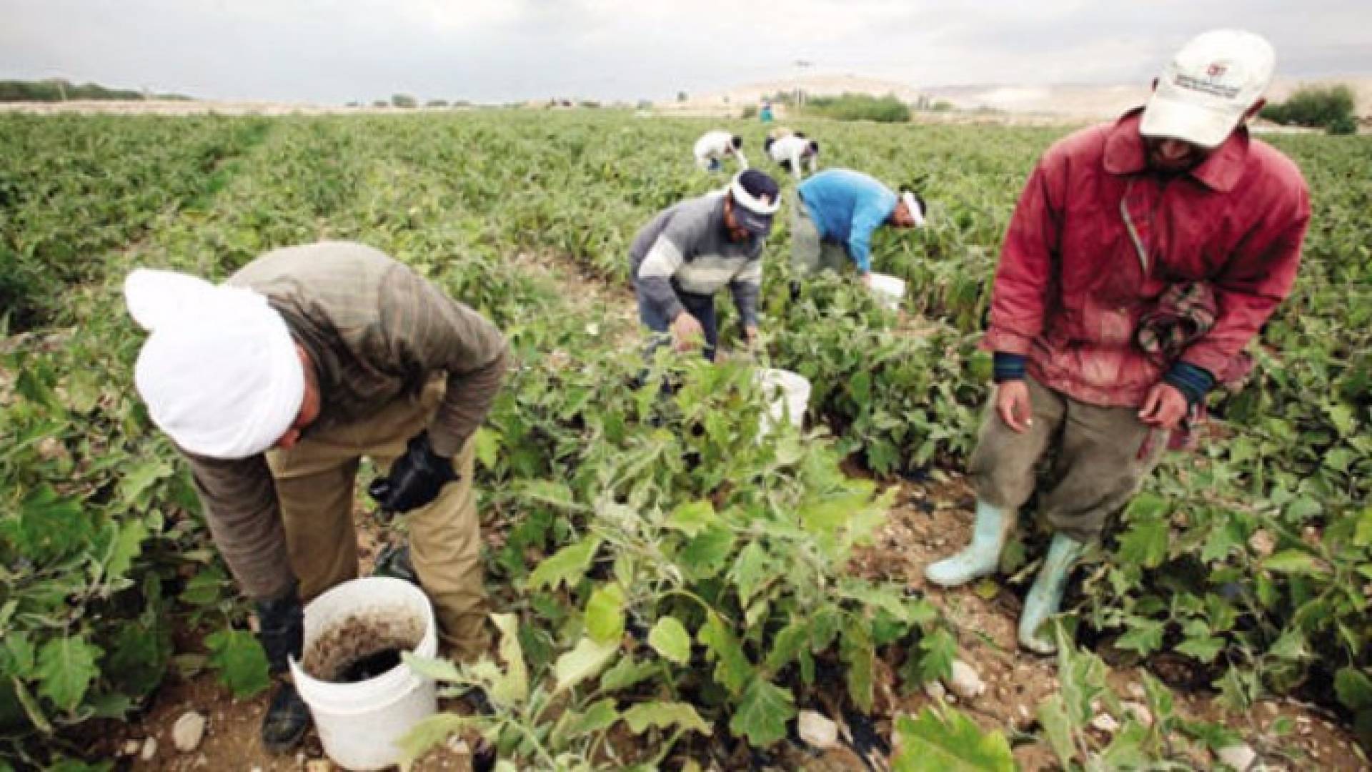 مزارعون يقطفون ثمار الباذنجان في غور الأردن